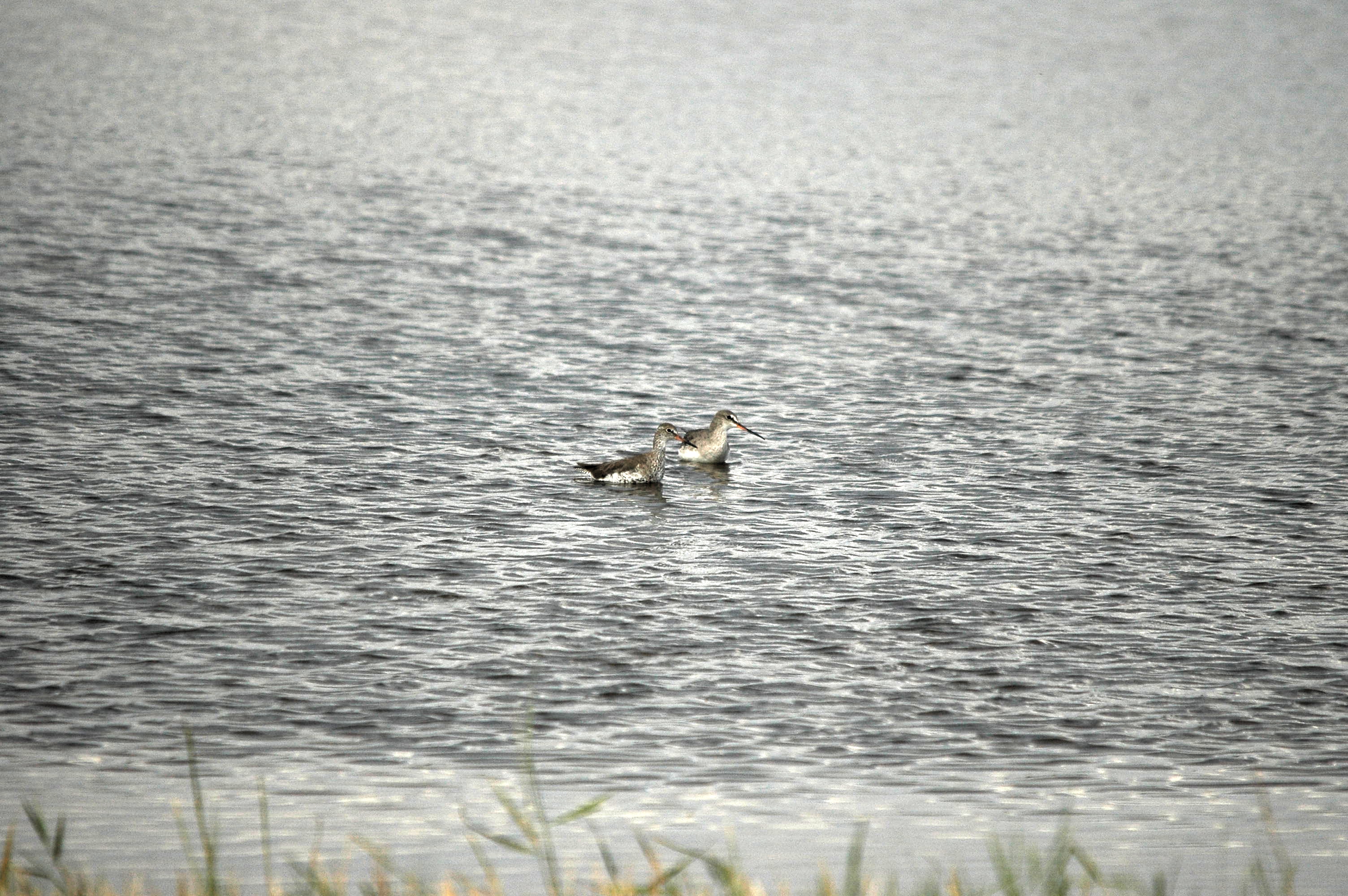 photos/wildlife/Bird_Species/063-Waders/1553-Spotted_Redshank/dsc_2751.jpg