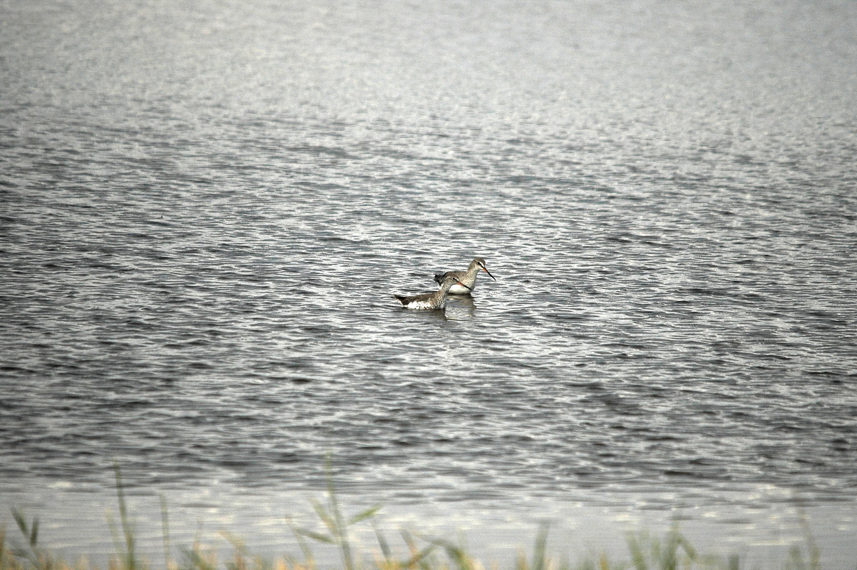 photos/wildlife/Bird_Species/063-Waders/1553-Spotted_Redshank/dsc_2752.jpg