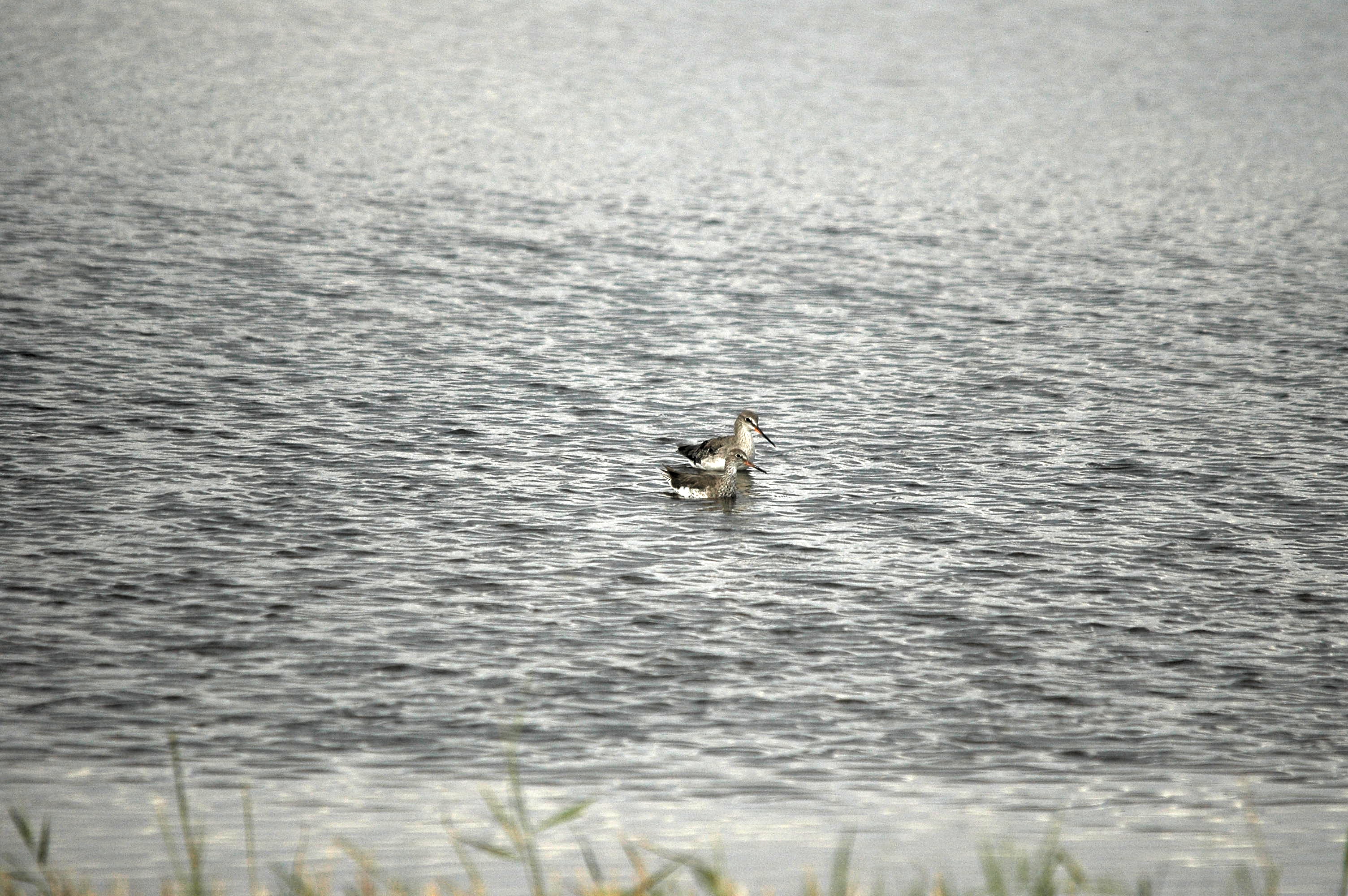 photos/wildlife/Bird_Species/063-Waders/1553-Spotted_Redshank/dsc_2753.jpg