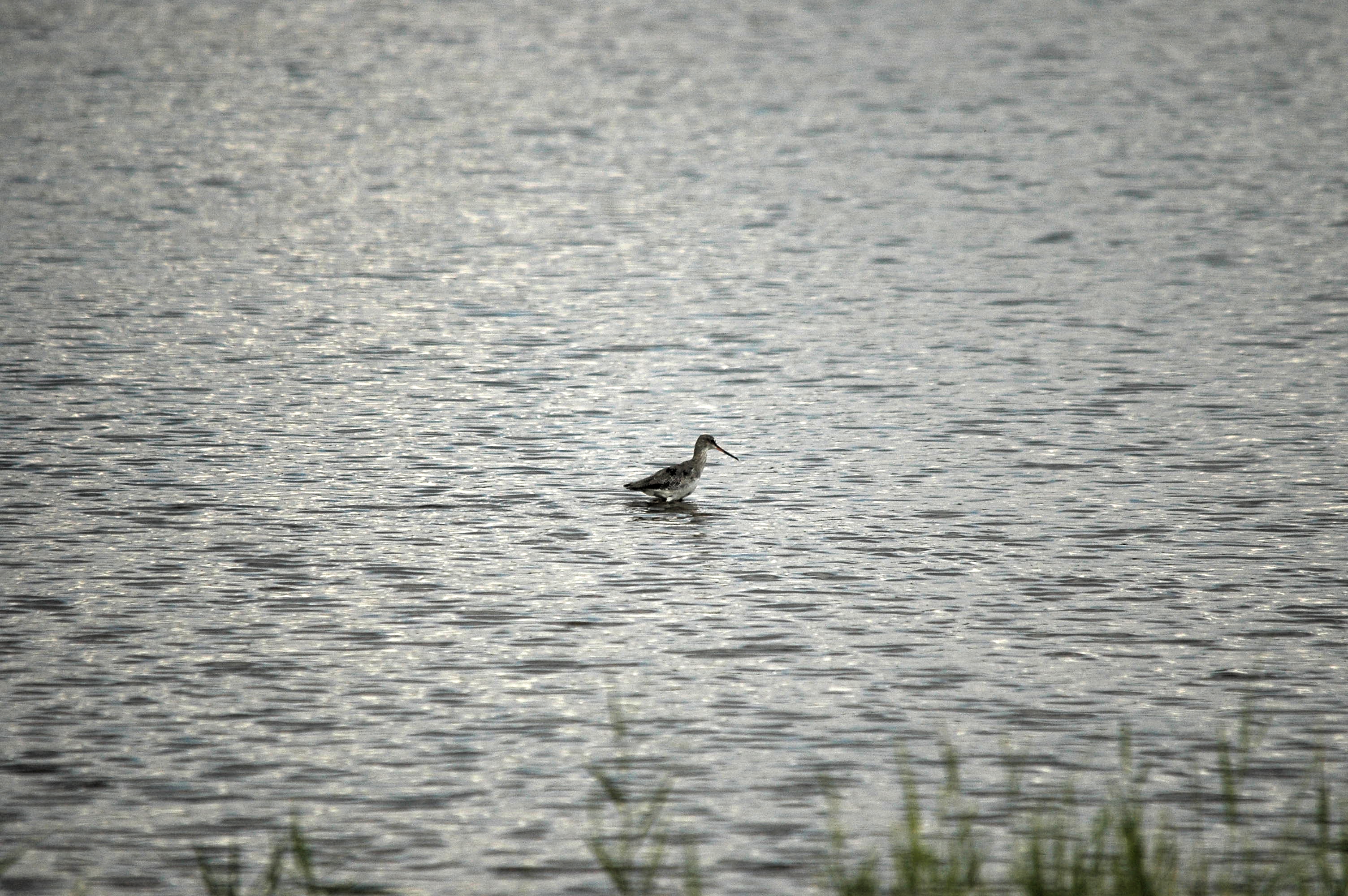 photos/wildlife/Bird_Species/063-Waders/1553-Spotted_Redshank/dsc_2756.jpg