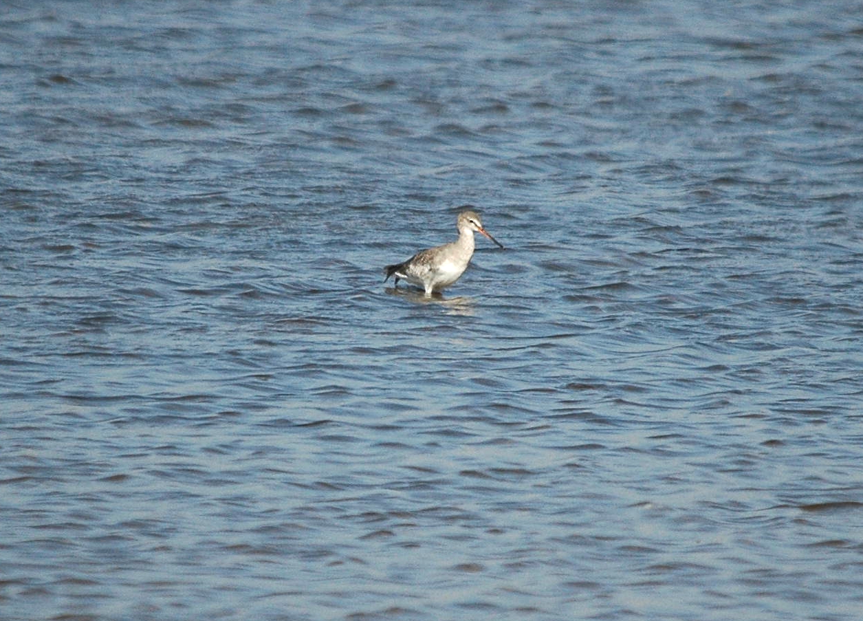 photos/wildlife/Bird_Species/063-Waders/1553-Spotted_Redshank/dsc_3027-sm.JPG
