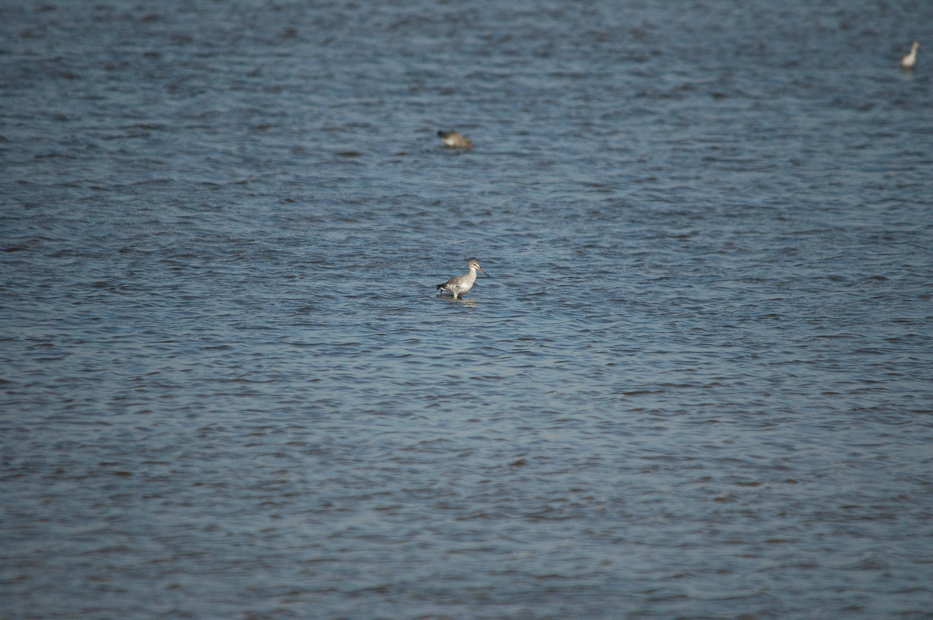 photos/wildlife/Bird_Species/063-Waders/1553-Spotted_Redshank/dsc_3027.jpg