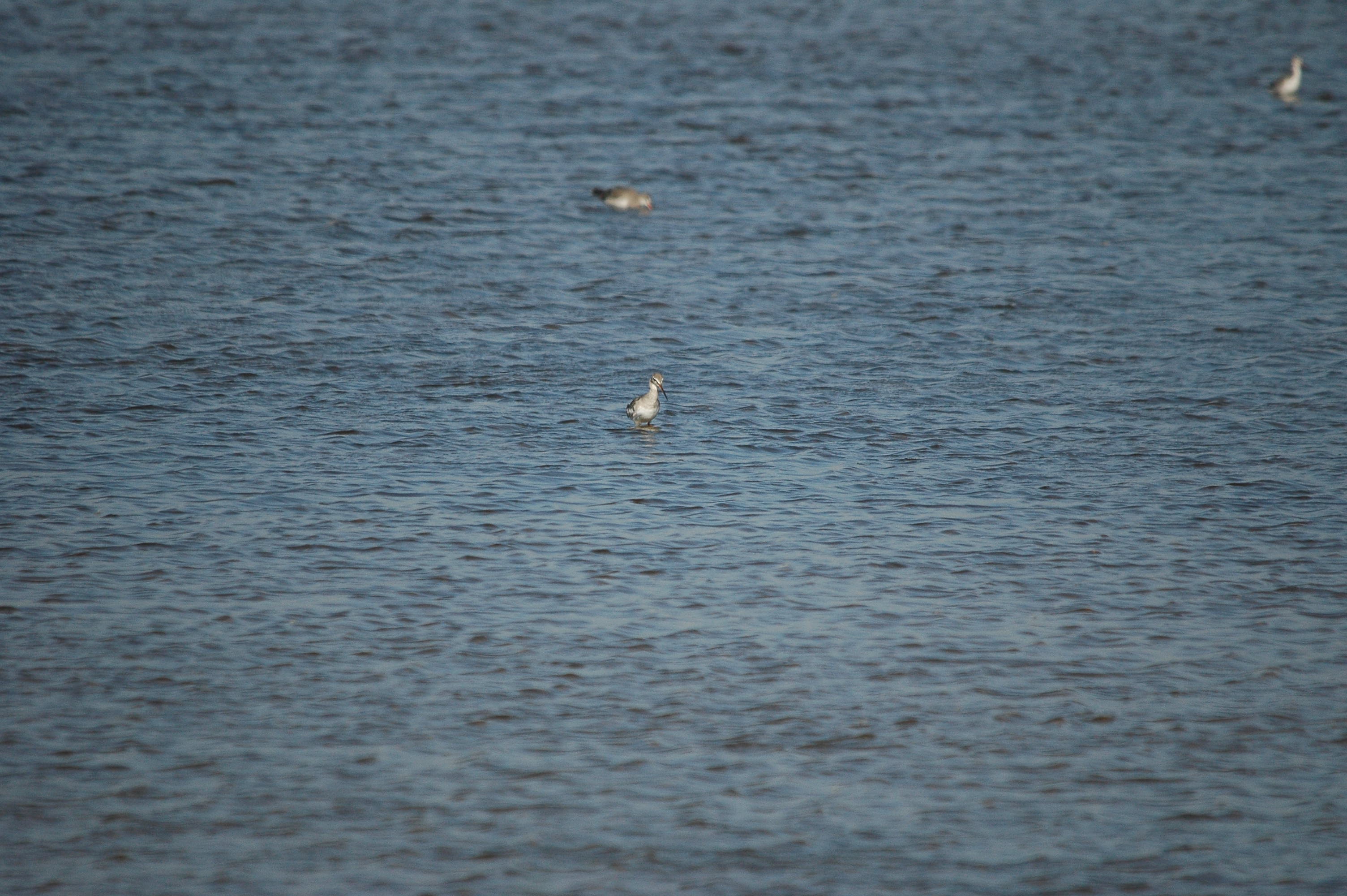 photos/wildlife/Bird_Species/063-Waders/1553-Spotted_Redshank/dsc_3028.jpg