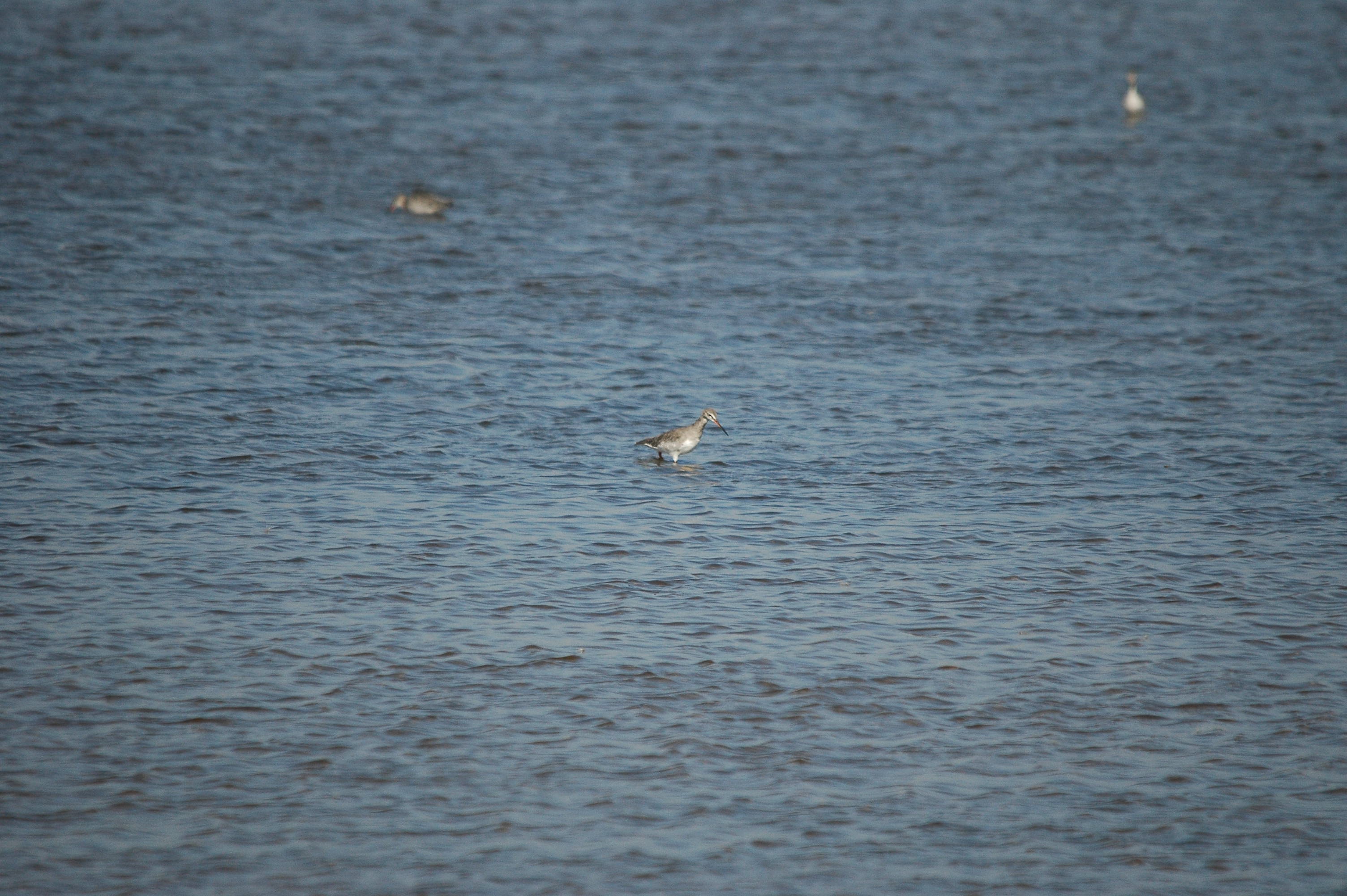 photos/wildlife/Bird_Species/063-Waders/1553-Spotted_Redshank/dsc_3031.jpg