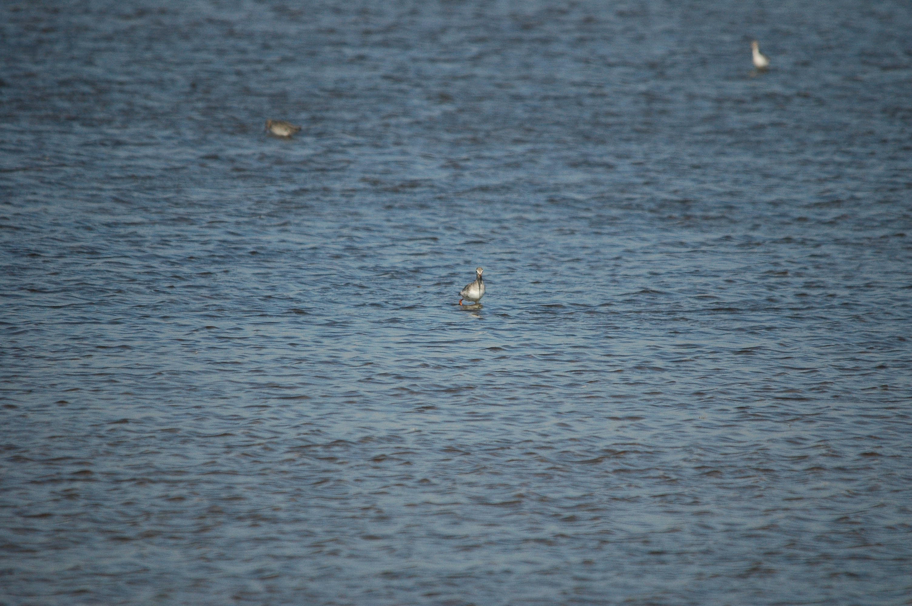 photos/wildlife/Bird_Species/063-Waders/1553-Spotted_Redshank/dsc_3032.jpg