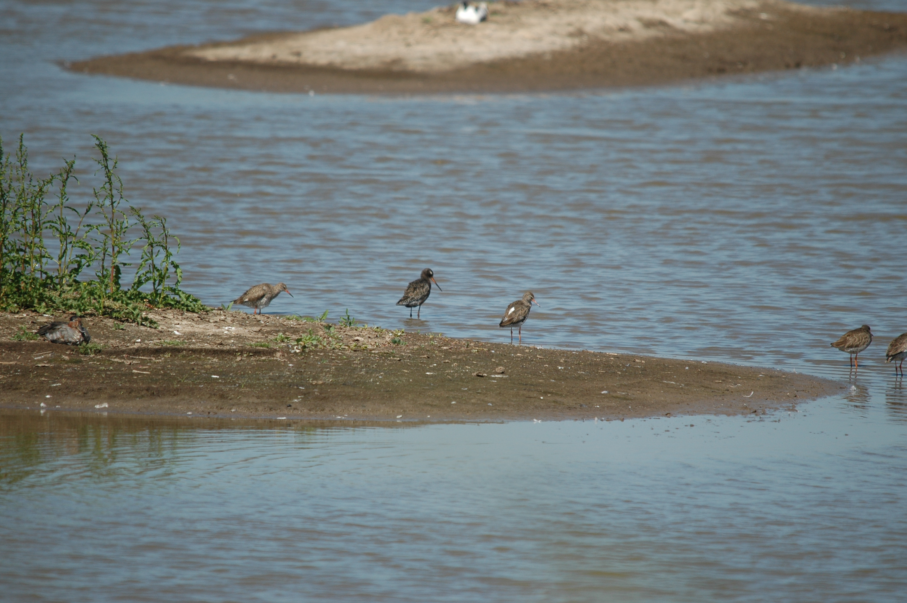 photos/wildlife/Bird_Species/063-Waders/1554-Common_Redshank/20090623-Blacktoft-01.jpg