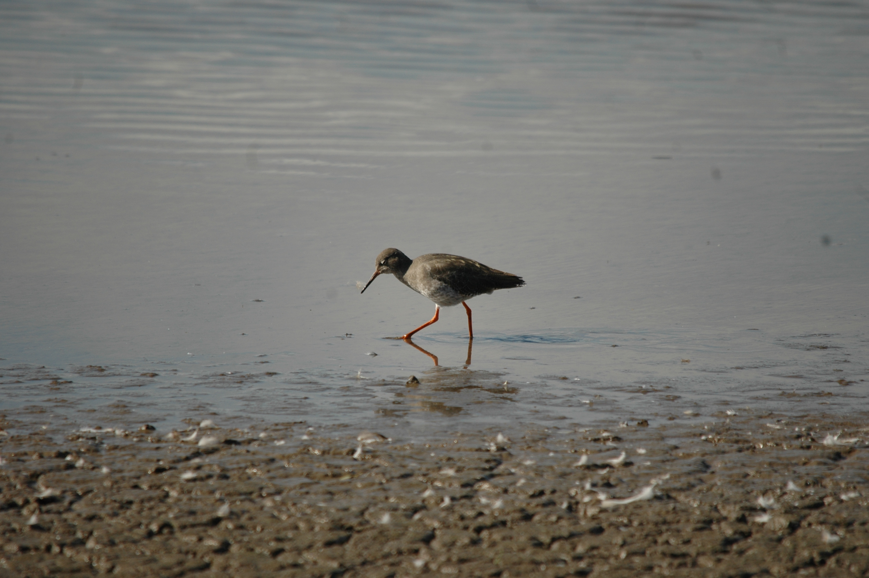 photos/wildlife/Bird_Species/063-Waders/1554-Common_Redshank/20090909-Blacktoft-01.jpg