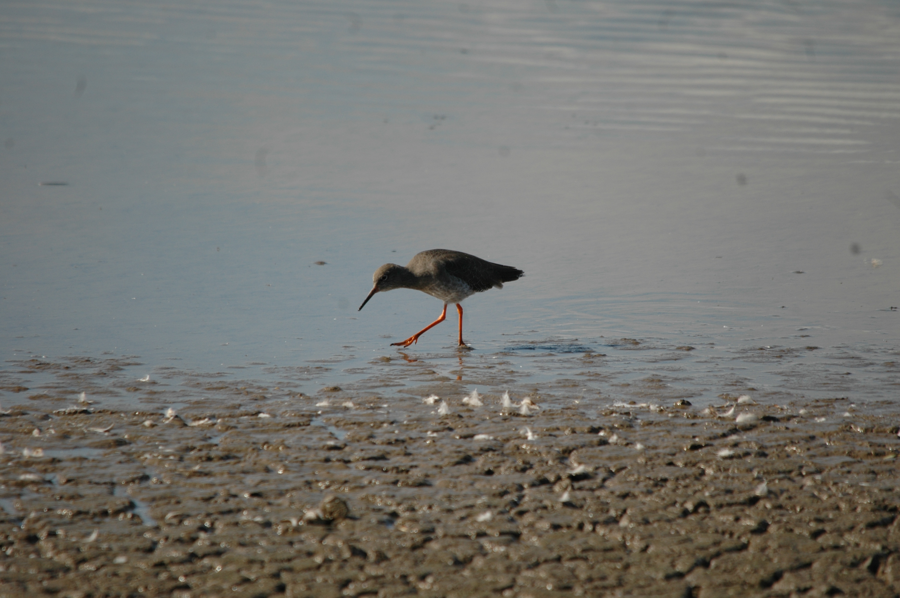 photos/wildlife/Bird_Species/063-Waders/1554-Common_Redshank/20090909-Blacktoft-02.jpg
