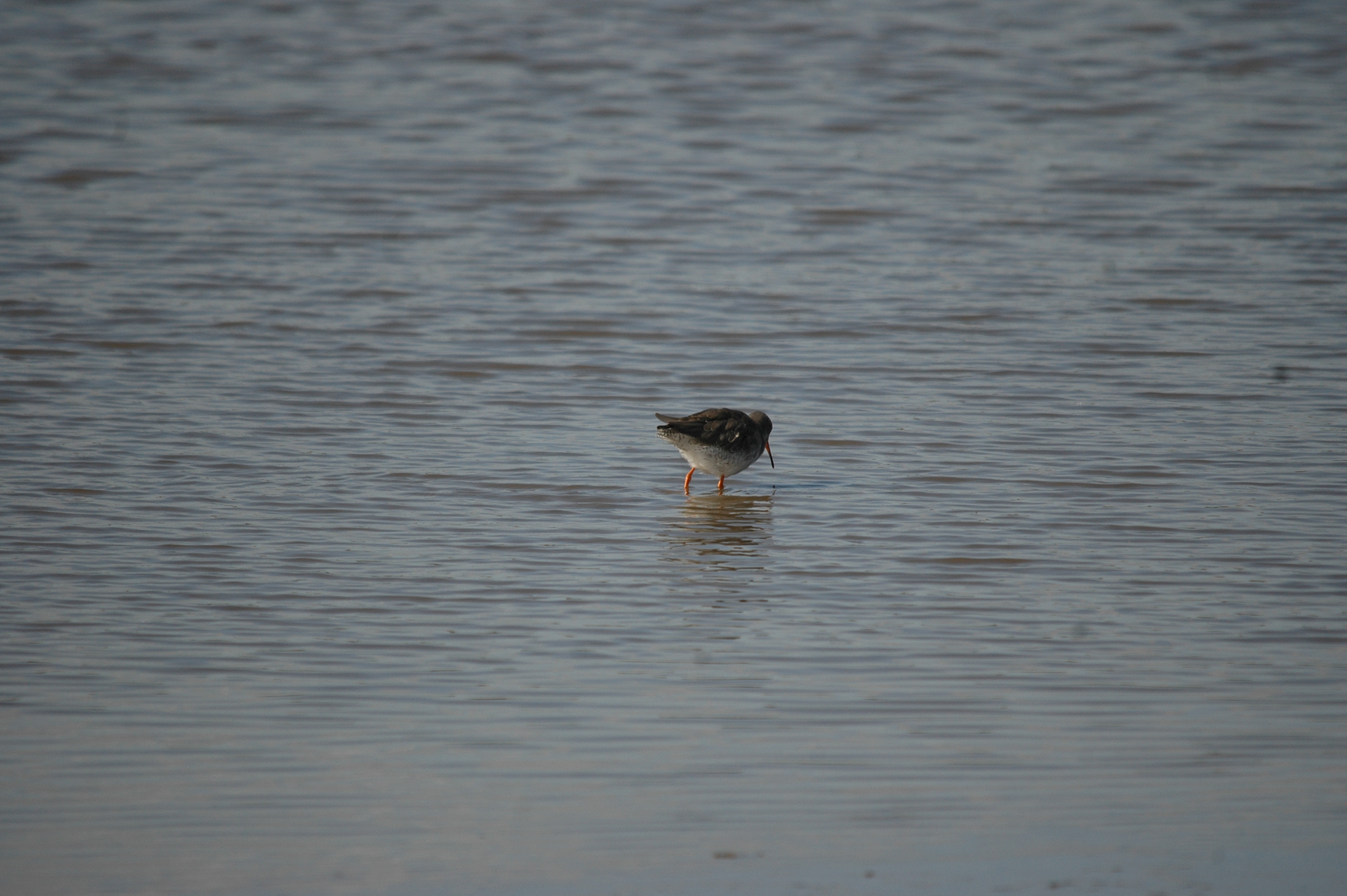photos/wildlife/Bird_Species/063-Waders/1554-Common_Redshank/20090909-Blacktoft-03.jpg