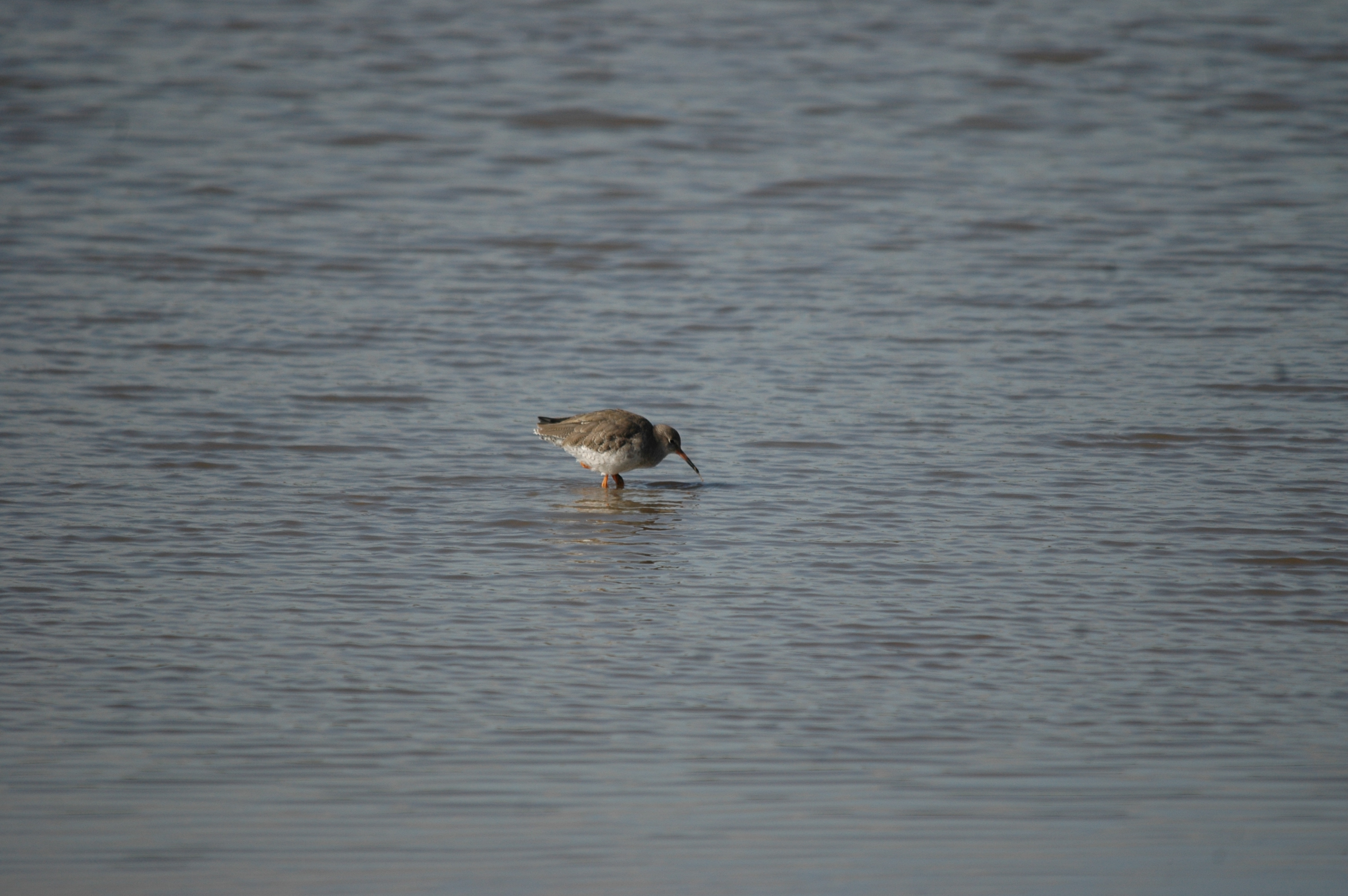 photos/wildlife/Bird_Species/063-Waders/1554-Common_Redshank/20090909-Blacktoft-04.jpg