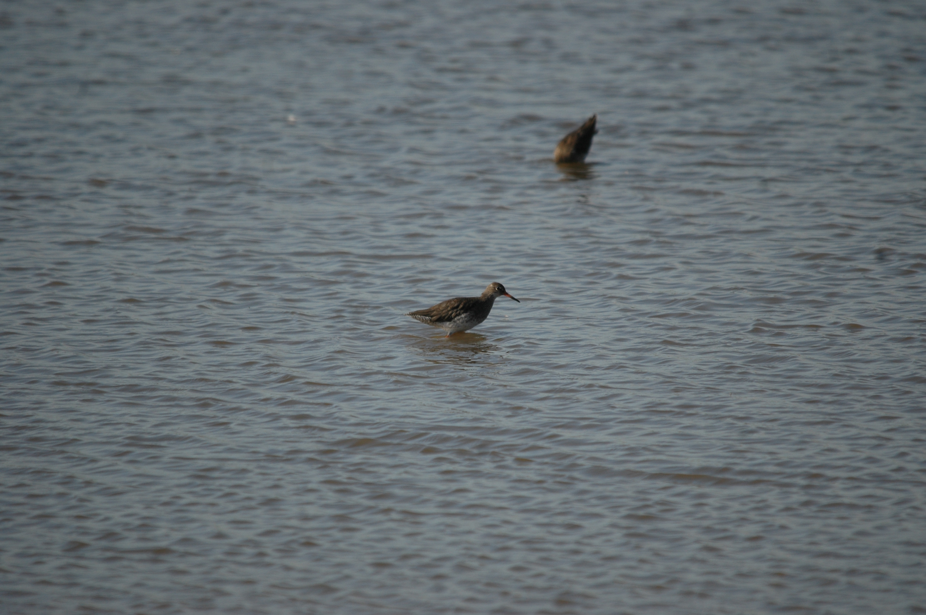 photos/wildlife/Bird_Species/063-Waders/1554-Common_Redshank/20090909-Blacktoft-05.jpg