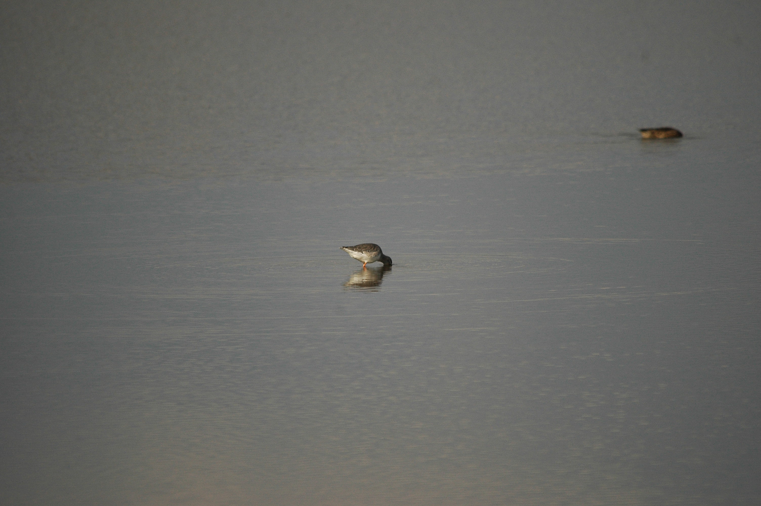 photos/wildlife/Bird_Species/063-Waders/1554-Common_Redshank/DSC_3359.JPG