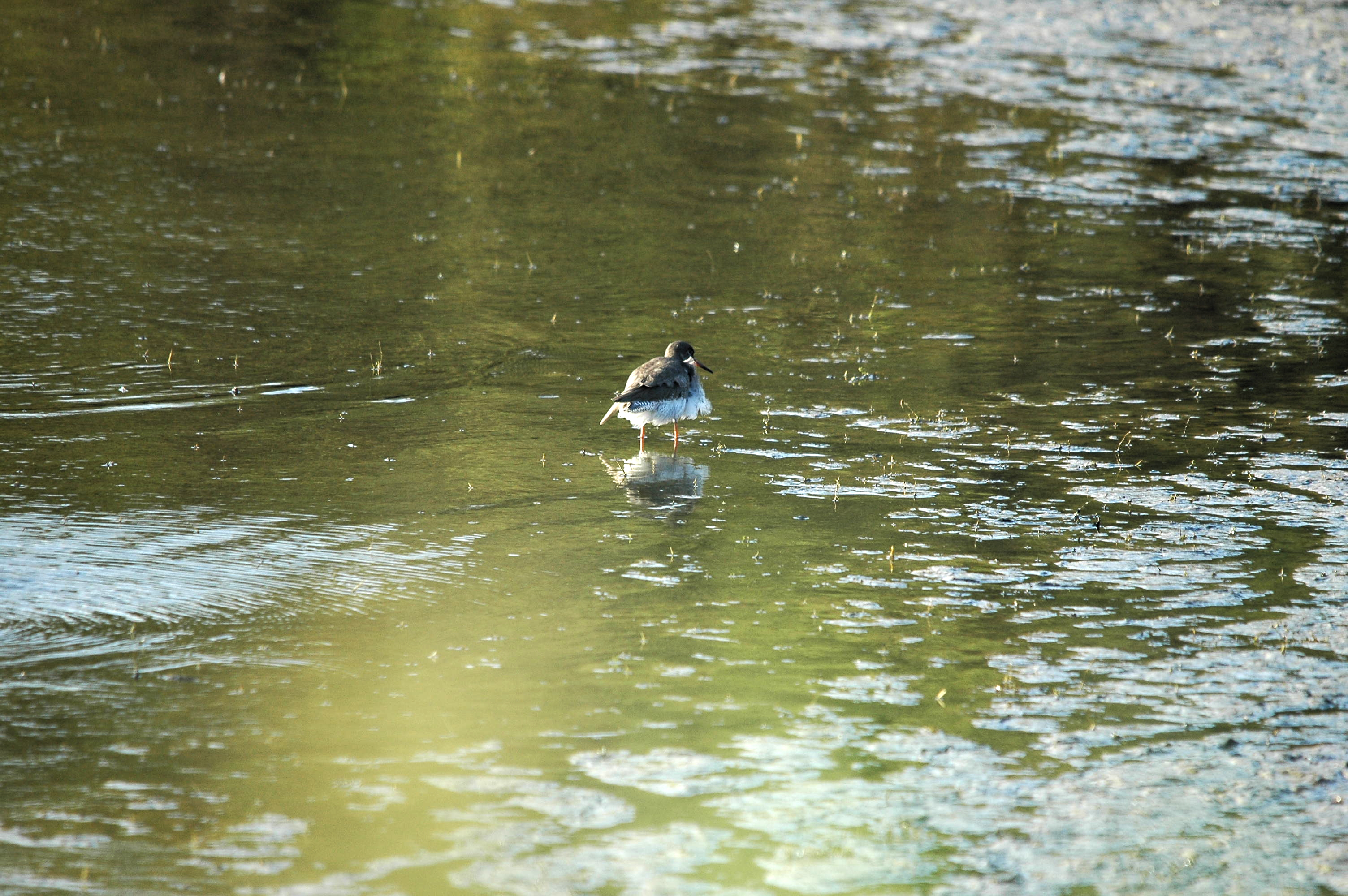 photos/wildlife/Bird_Species/063-Waders/1554-Common_Redshank/DSC_3594.JPG