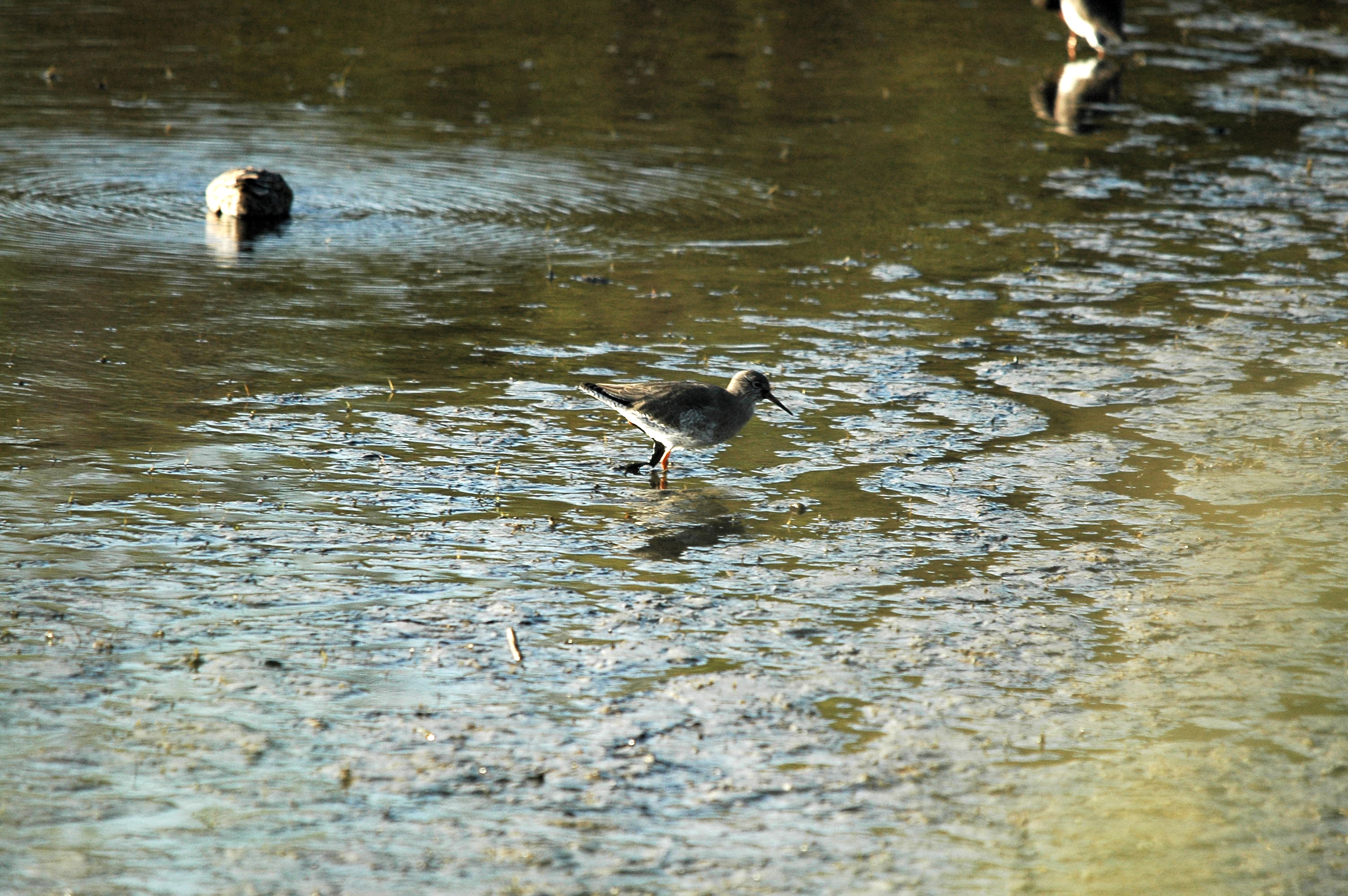 photos/wildlife/Bird_Species/063-Waders/1554-Common_Redshank/DSC_3595.JPG