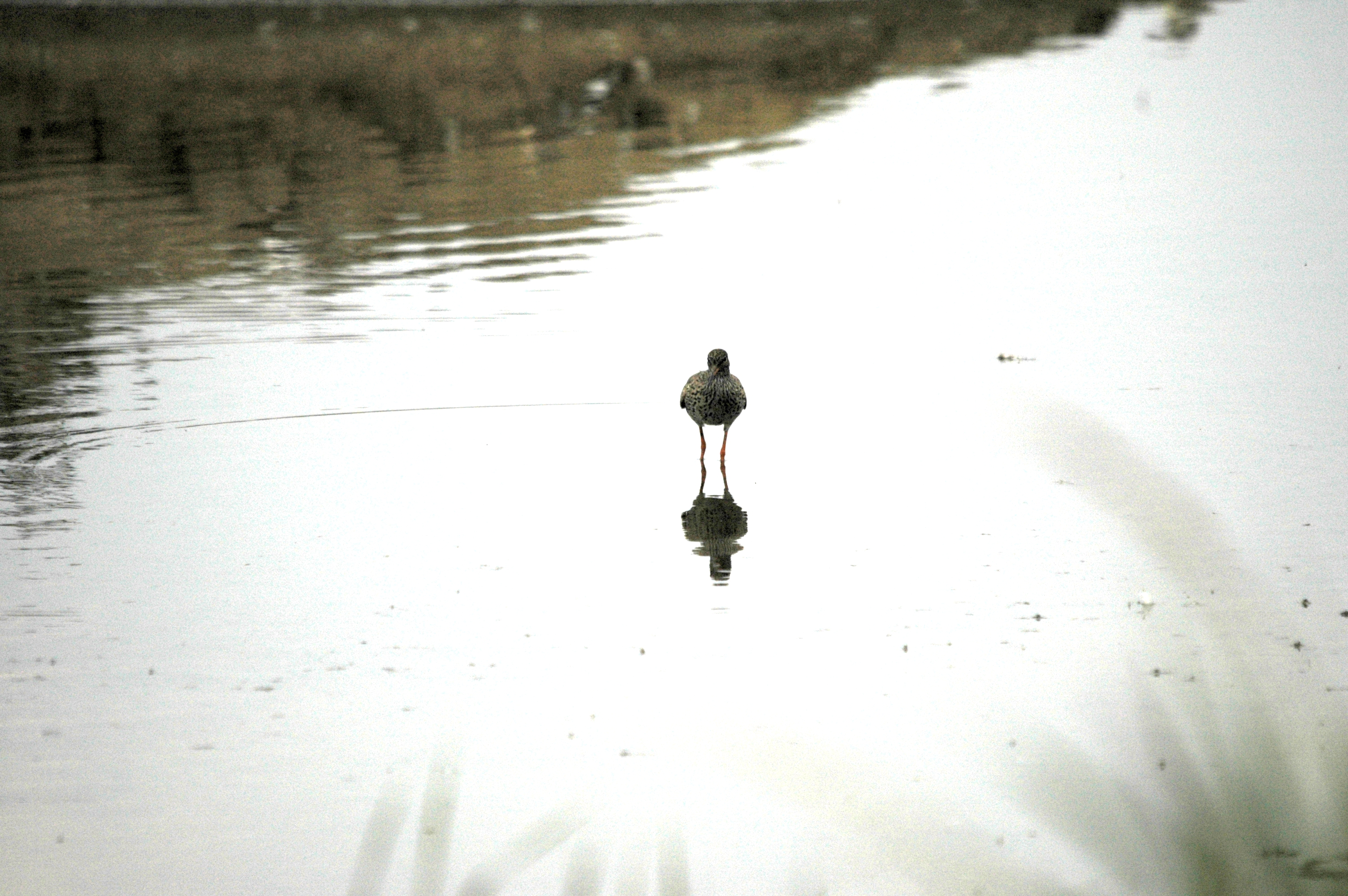 photos/wildlife/Bird_Species/063-Waders/1554-Common_Redshank/DSC_6405.JPG