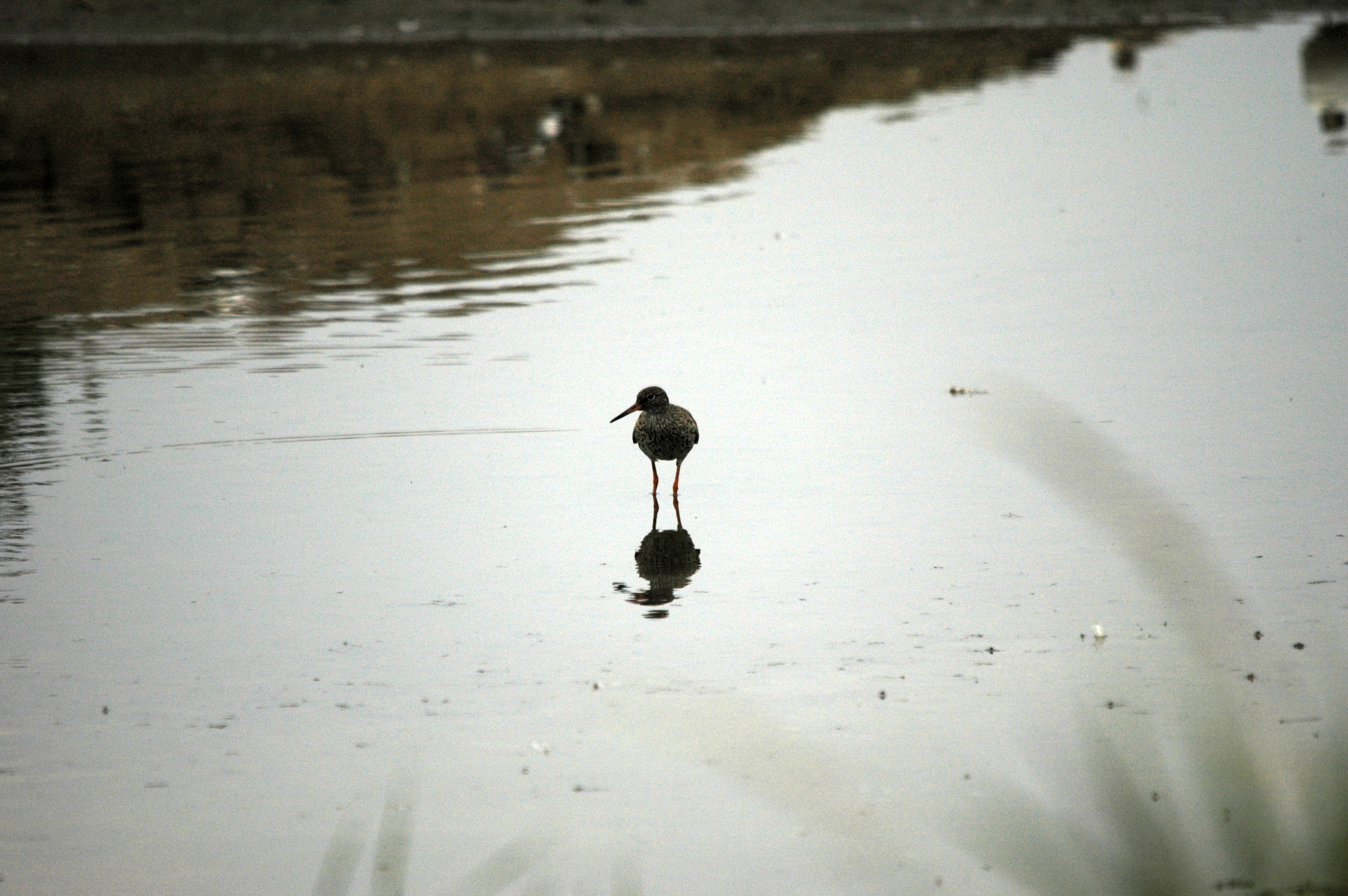 photos/wildlife/Bird_Species/063-Waders/1554-Common_Redshank/DSC_6406.JPG