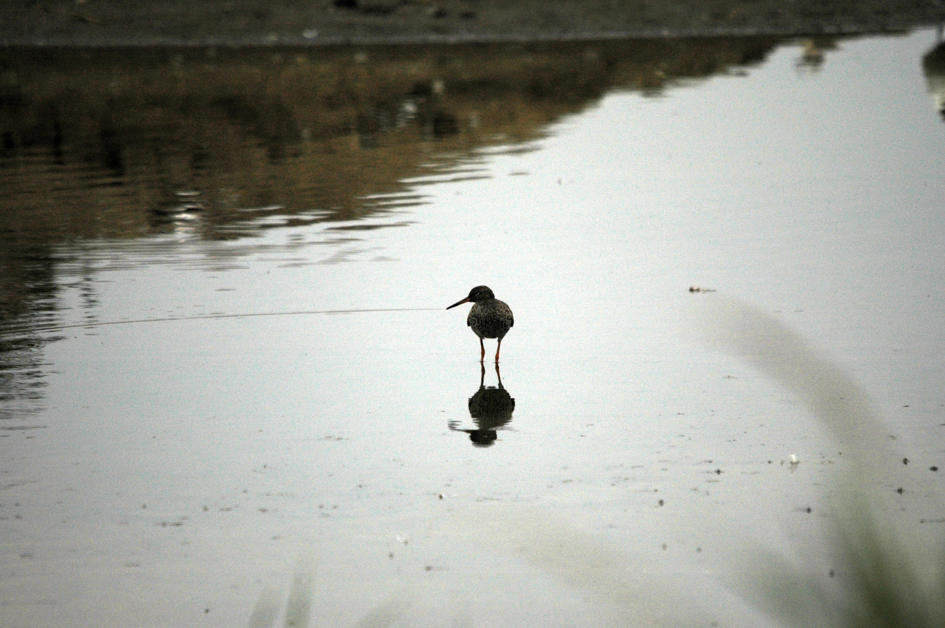 photos/wildlife/Bird_Species/063-Waders/1554-Common_Redshank/DSC_6407.JPG
