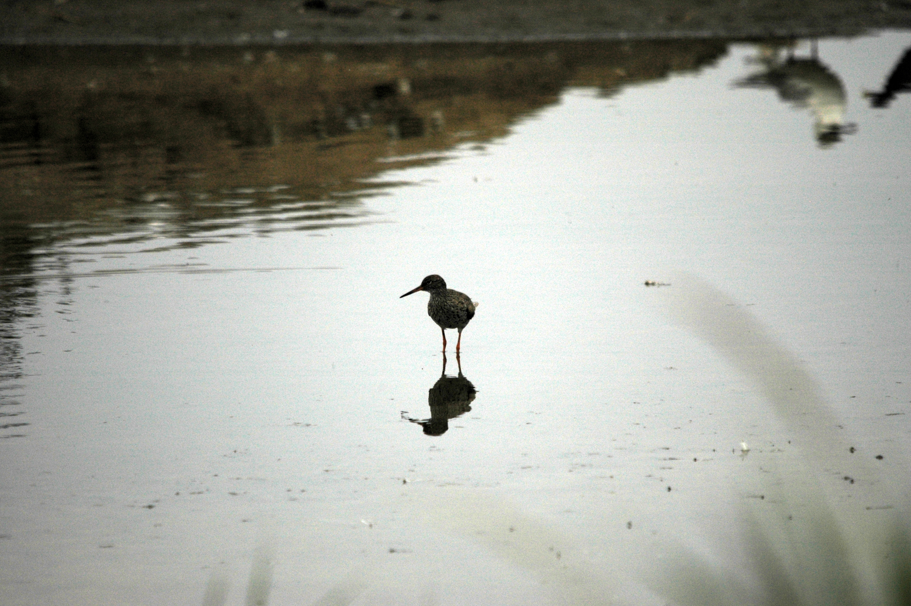 photos/wildlife/Bird_Species/063-Waders/1554-Common_Redshank/DSC_6408.JPG