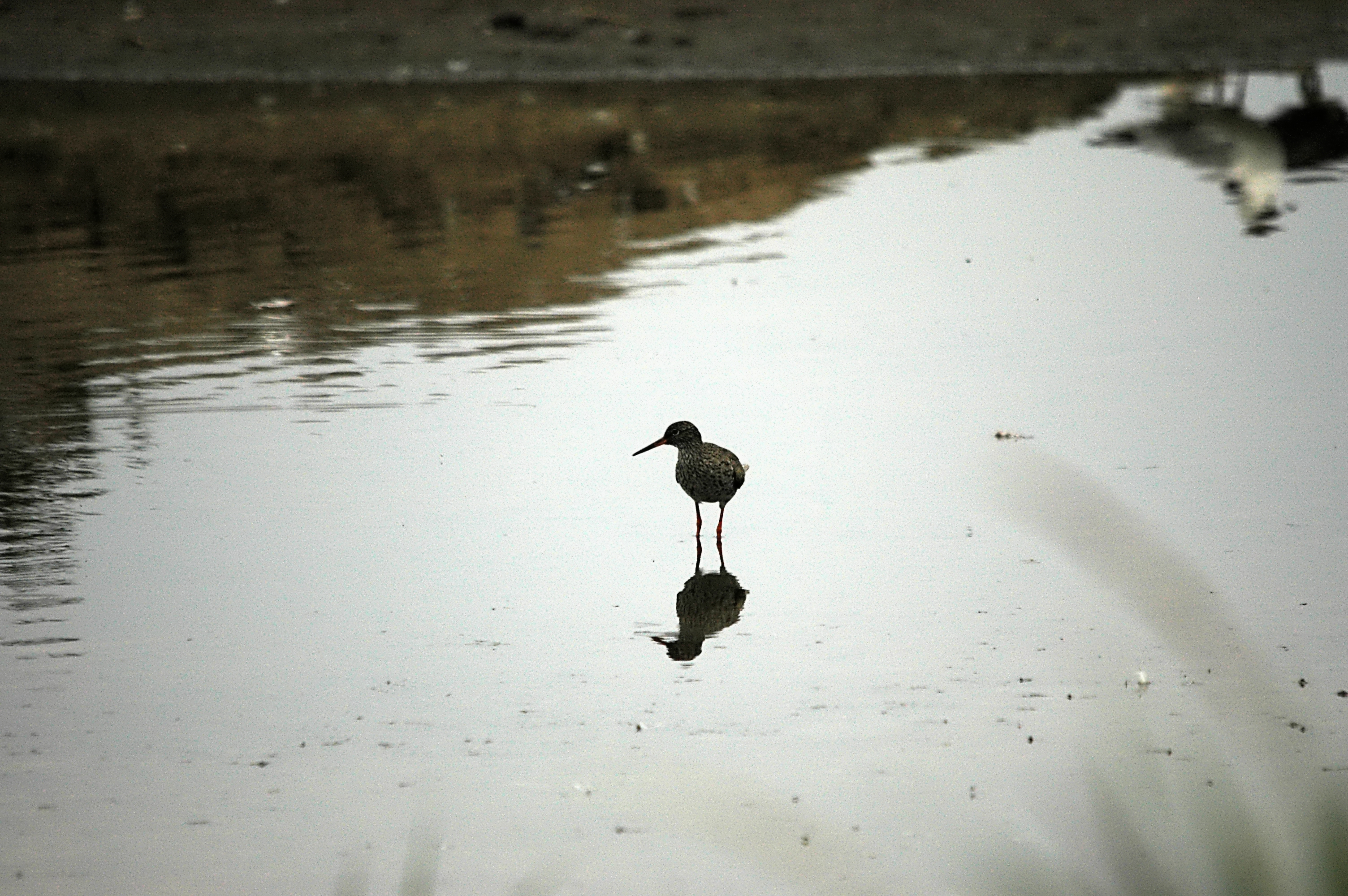 photos/wildlife/Bird_Species/063-Waders/1554-Common_Redshank/DSC_6409.JPG