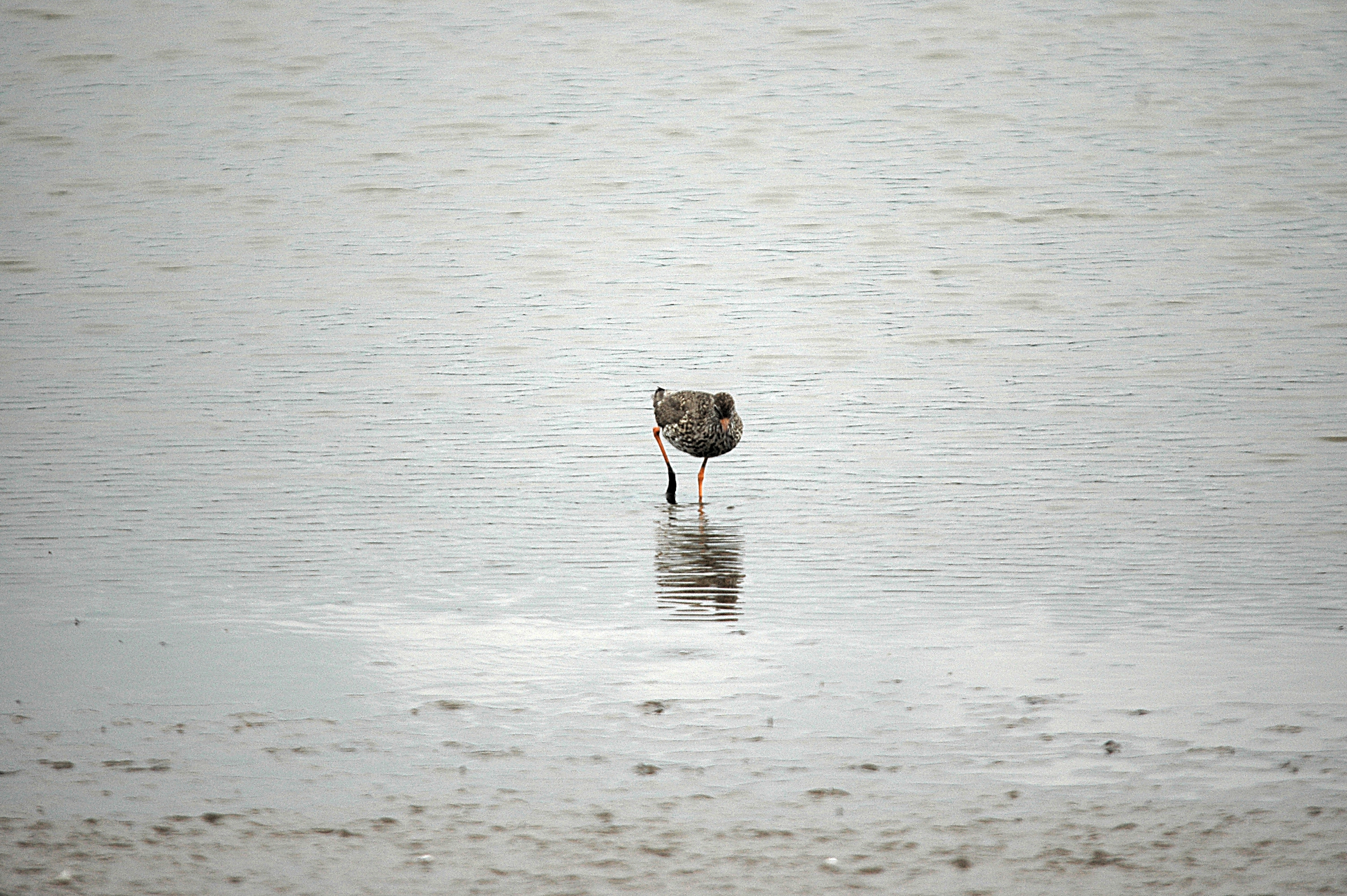 photos/wildlife/Bird_Species/063-Waders/1554-Common_Redshank/DSC_6633.JPG