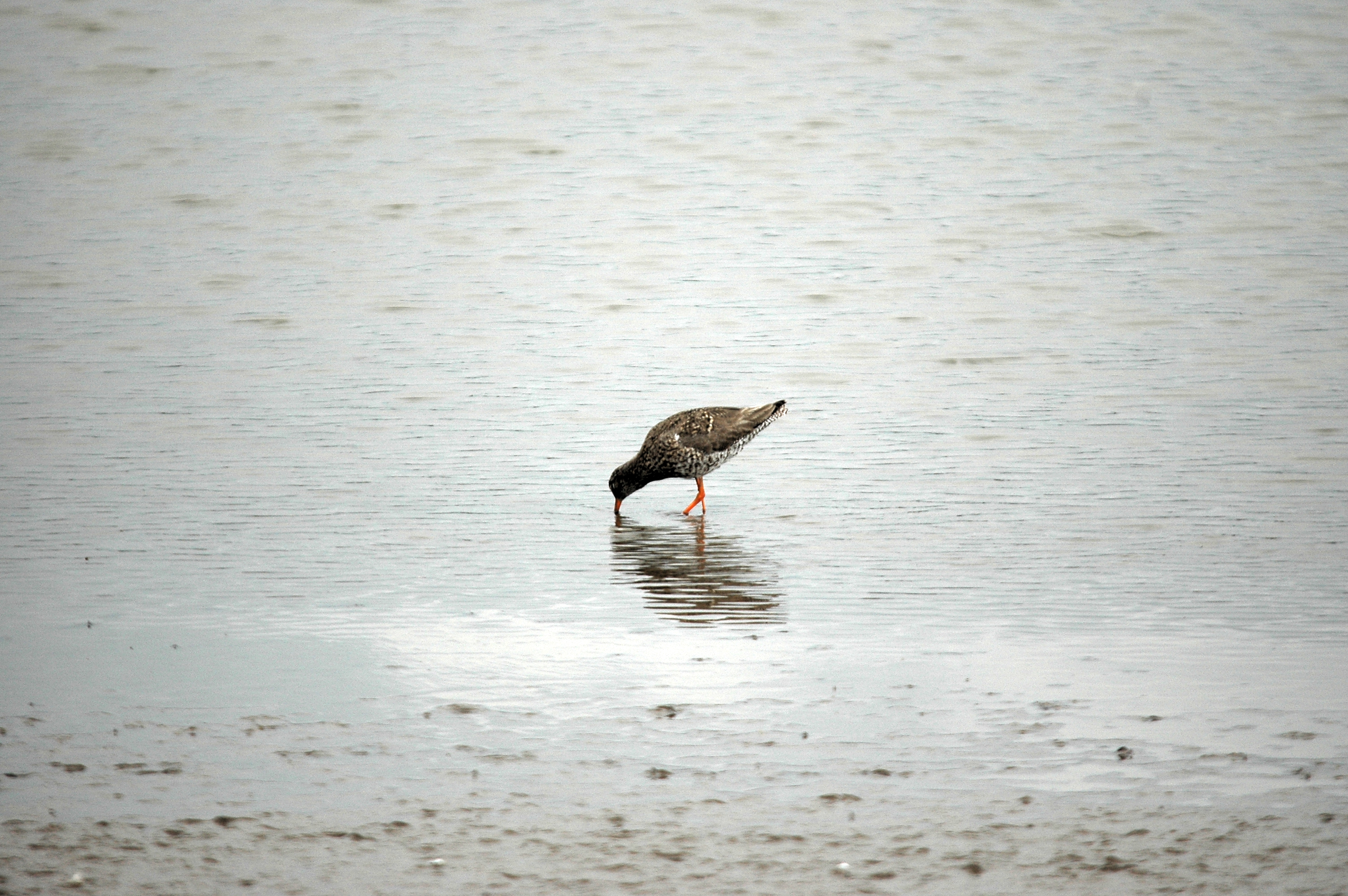 photos/wildlife/Bird_Species/063-Waders/1554-Common_Redshank/DSC_6634.JPG