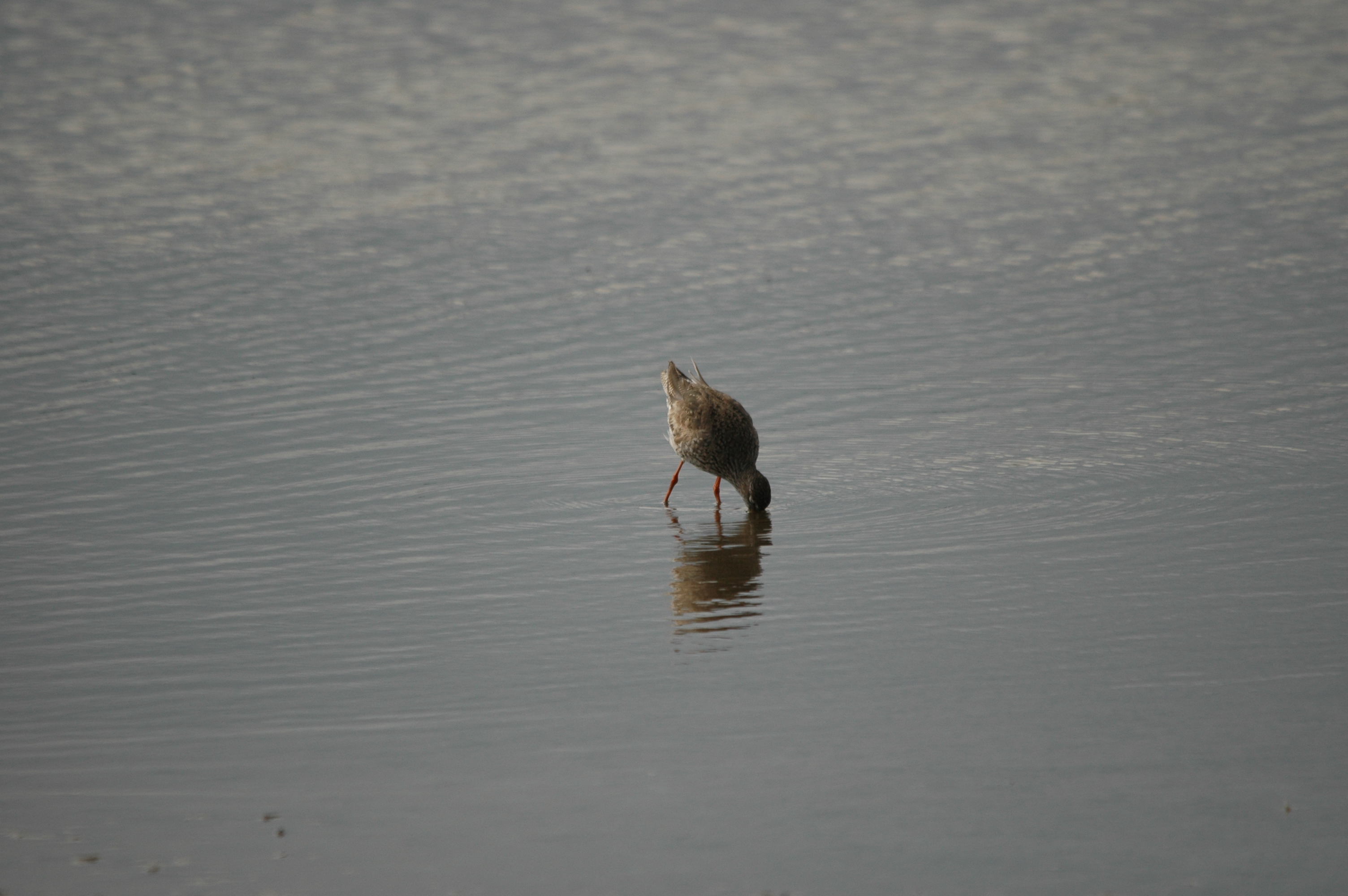 photos/wildlife/Bird_Species/063-Waders/1554-Common_Redshank/DSC_6925.JPG
