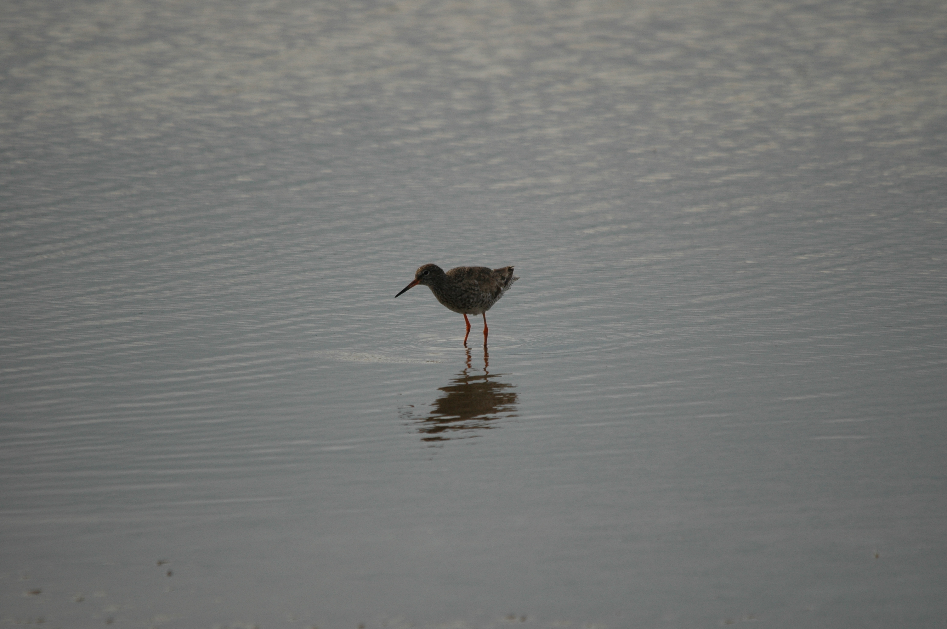 photos/wildlife/Bird_Species/063-Waders/1554-Common_Redshank/DSC_6926.JPG