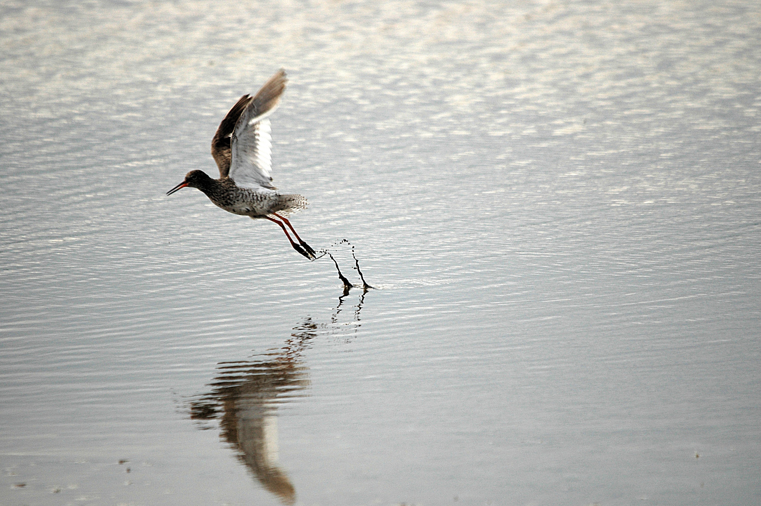 photos/wildlife/Bird_Species/063-Waders/1554-Common_Redshank/DSC_6927.JPG