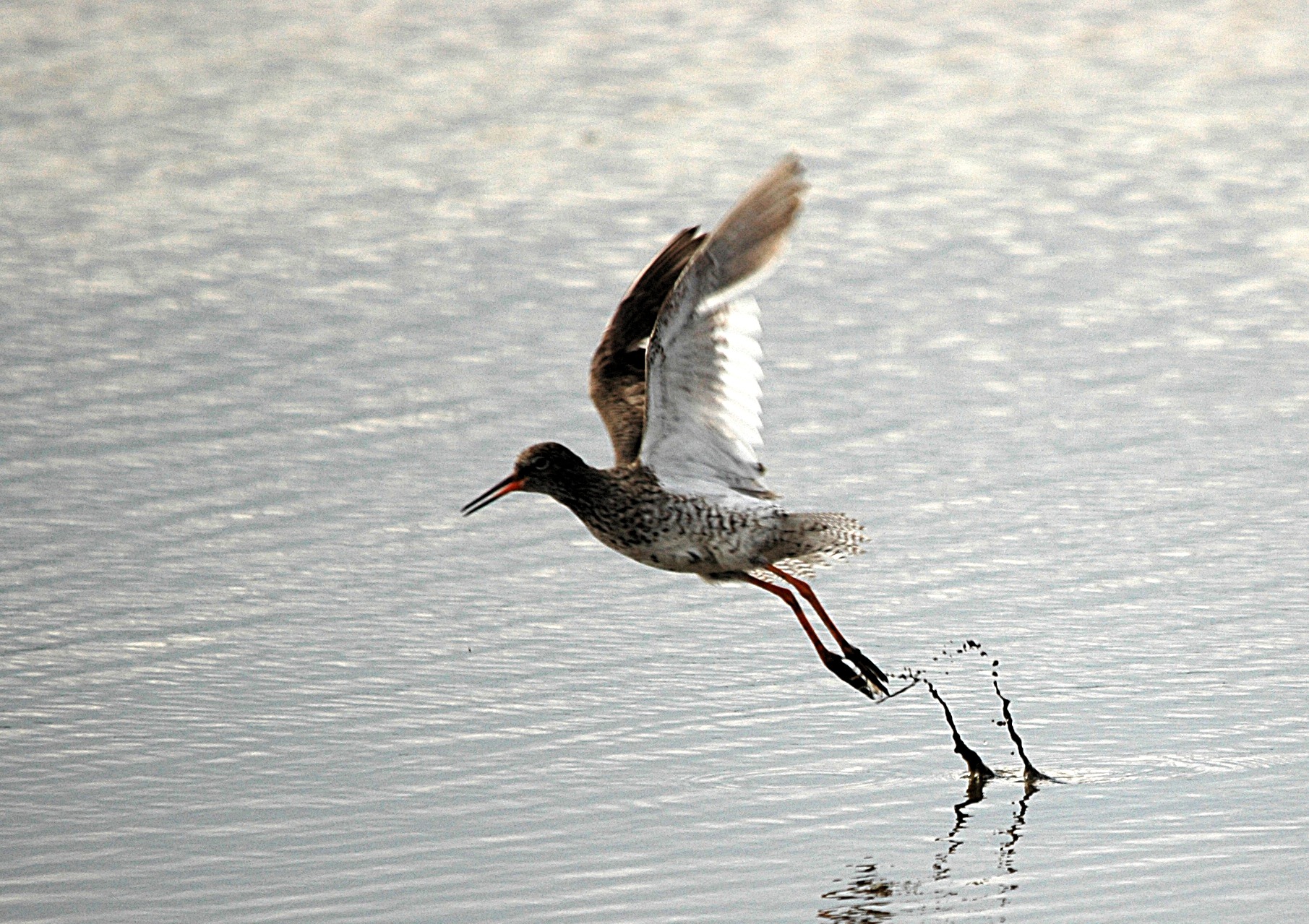 photos/wildlife/Bird_Species/063-Waders/1554-Common_Redshank/DSC_6927_sm.jpg