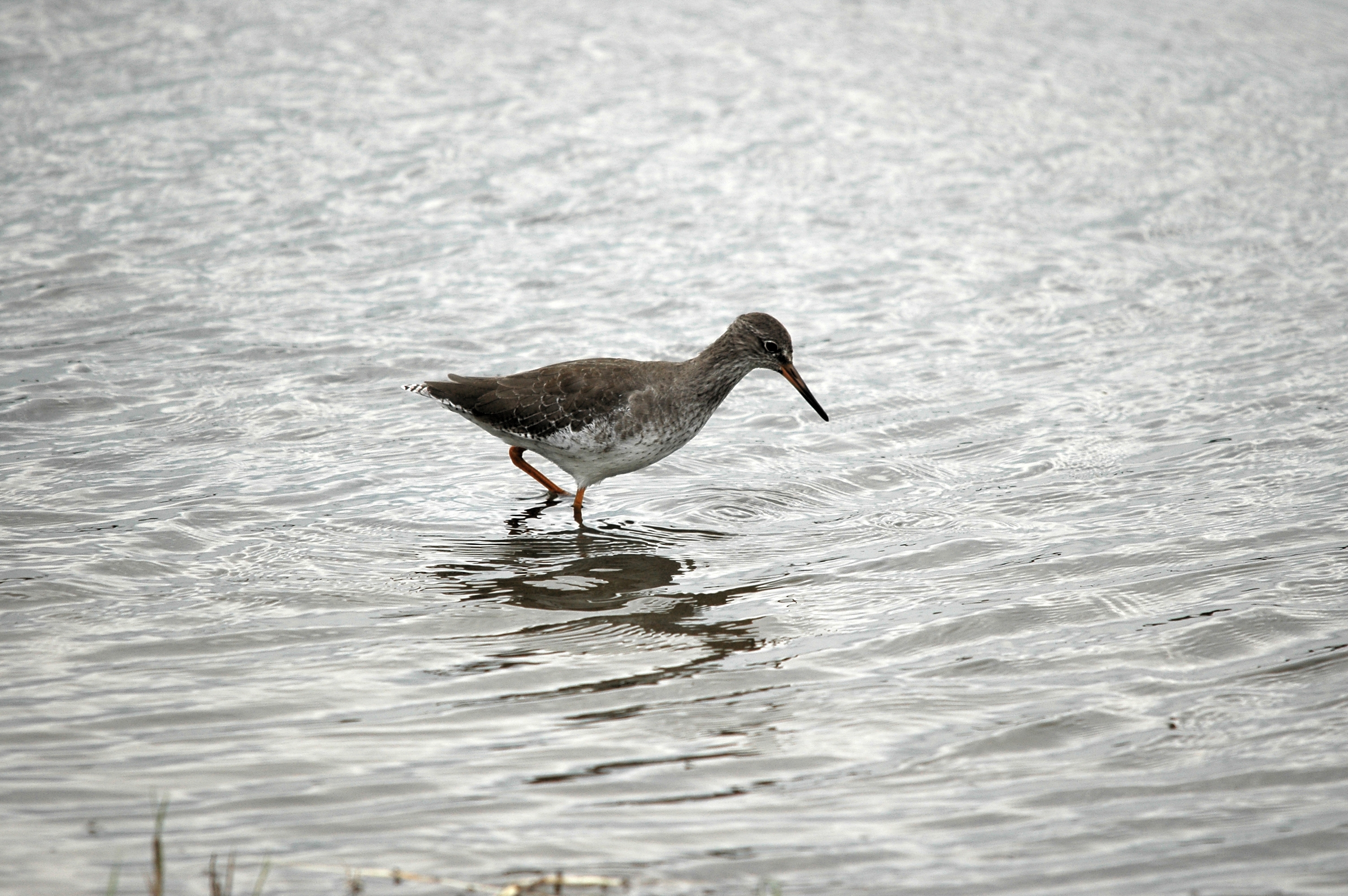 photos/wildlife/Bird_Species/063-Waders/1554-Common_Redshank/DSC_7247.JPG