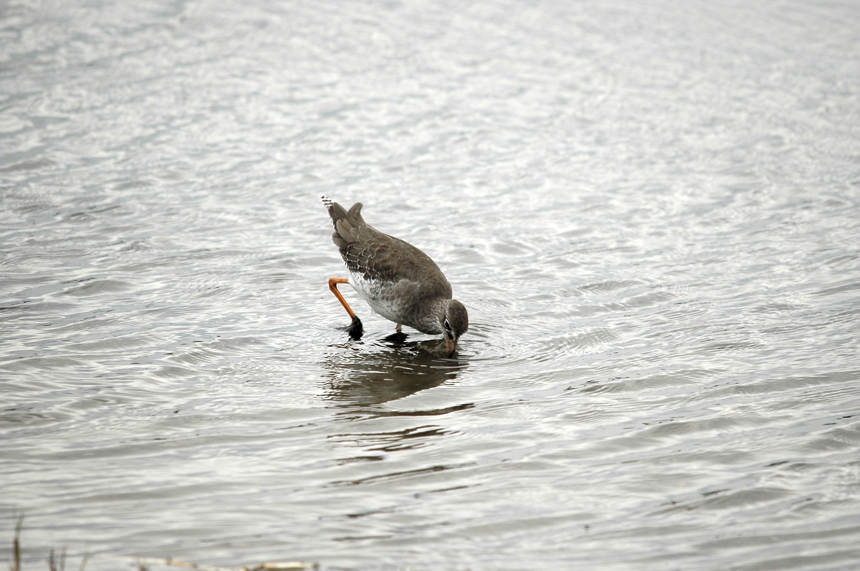 photos/wildlife/Bird_Species/063-Waders/1554-Common_Redshank/DSC_7248.JPG