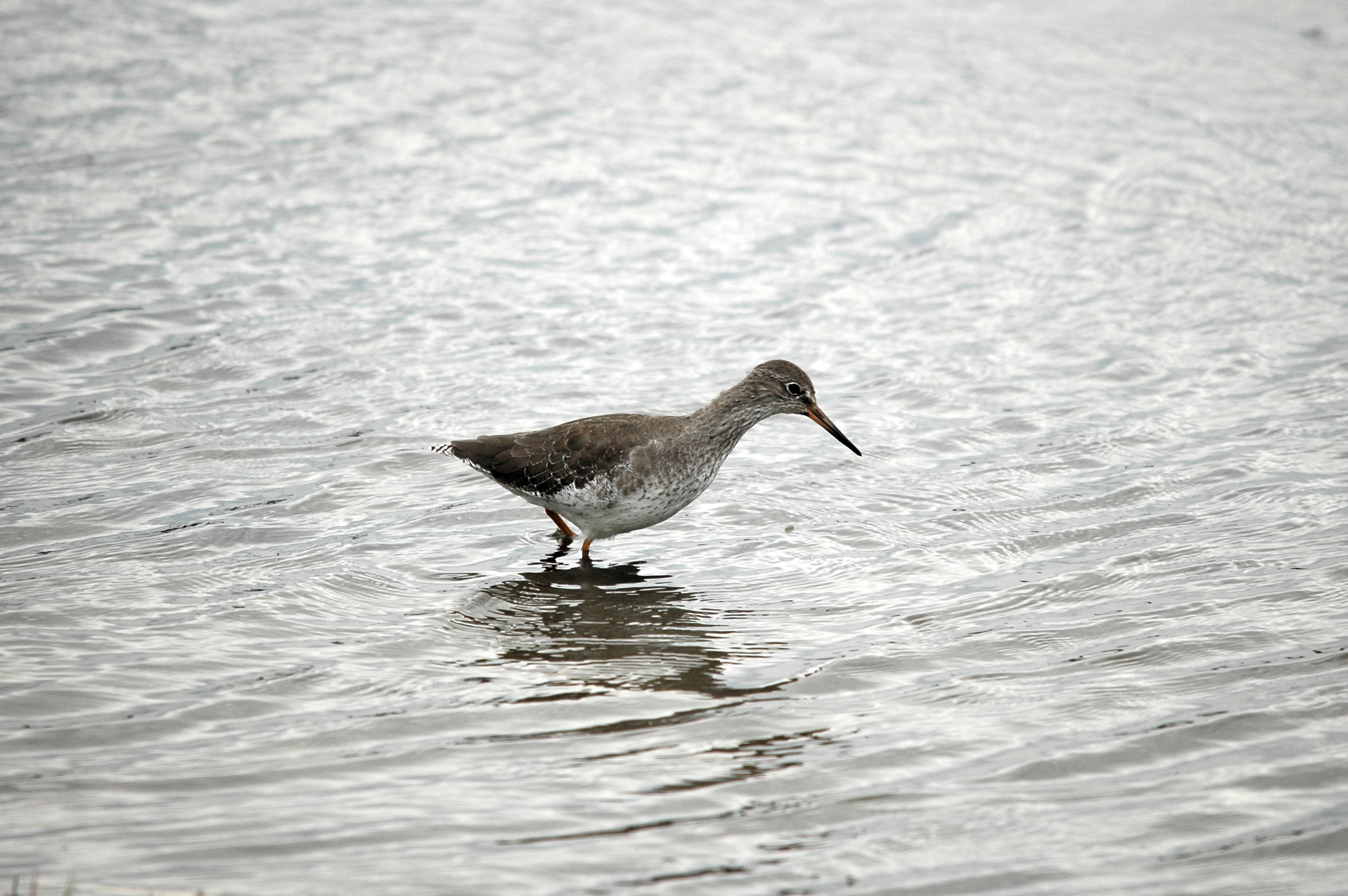 photos/wildlife/Bird_Species/063-Waders/1554-Common_Redshank/DSC_7249.JPG