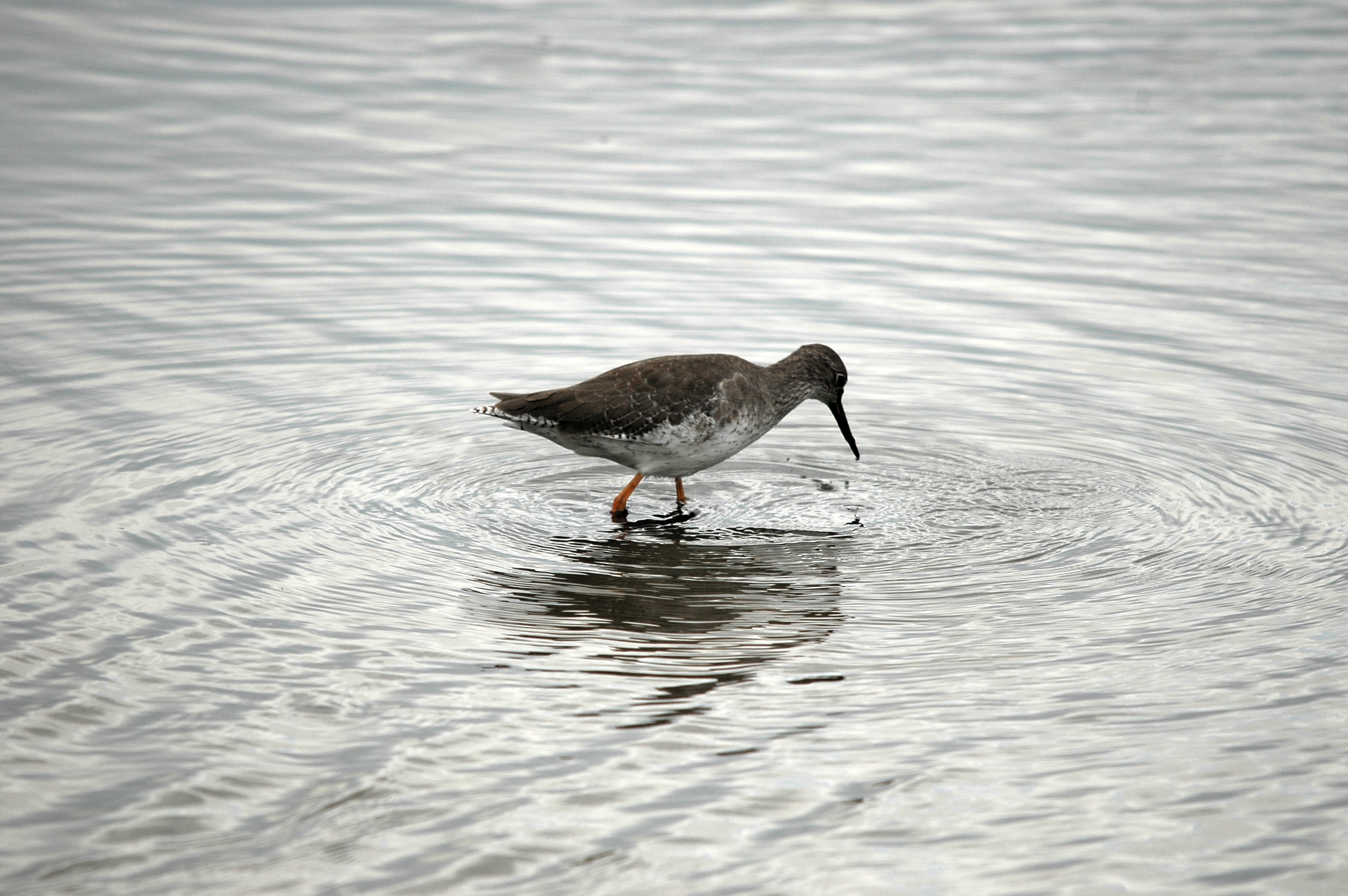 photos/wildlife/Bird_Species/063-Waders/1554-Common_Redshank/DSC_7250.JPG