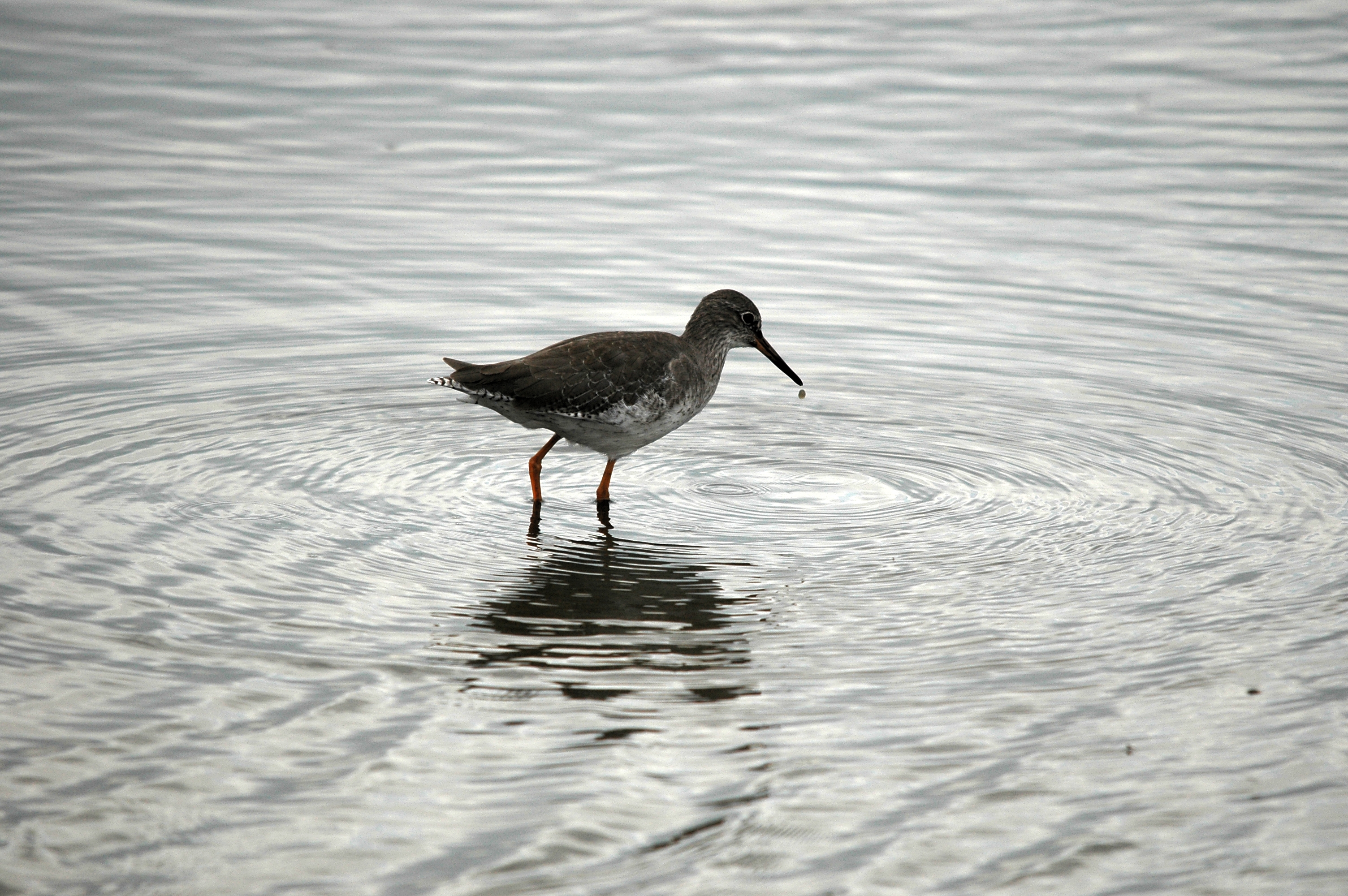 photos/wildlife/Bird_Species/063-Waders/1554-Common_Redshank/DSC_7251.JPG