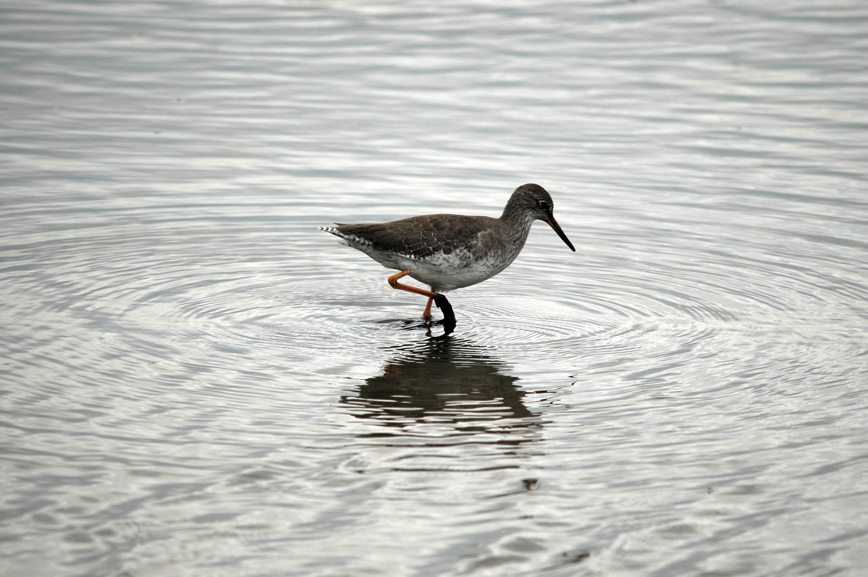 photos/wildlife/Bird_Species/063-Waders/1554-Common_Redshank/DSC_7252.JPG