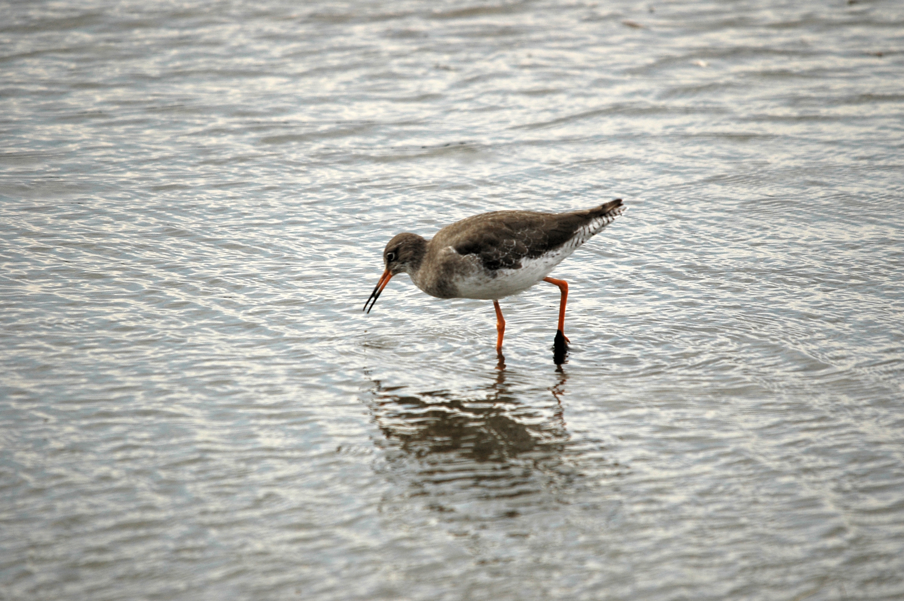 photos/wildlife/Bird_Species/063-Waders/1554-Common_Redshank/DSC_7253.JPG