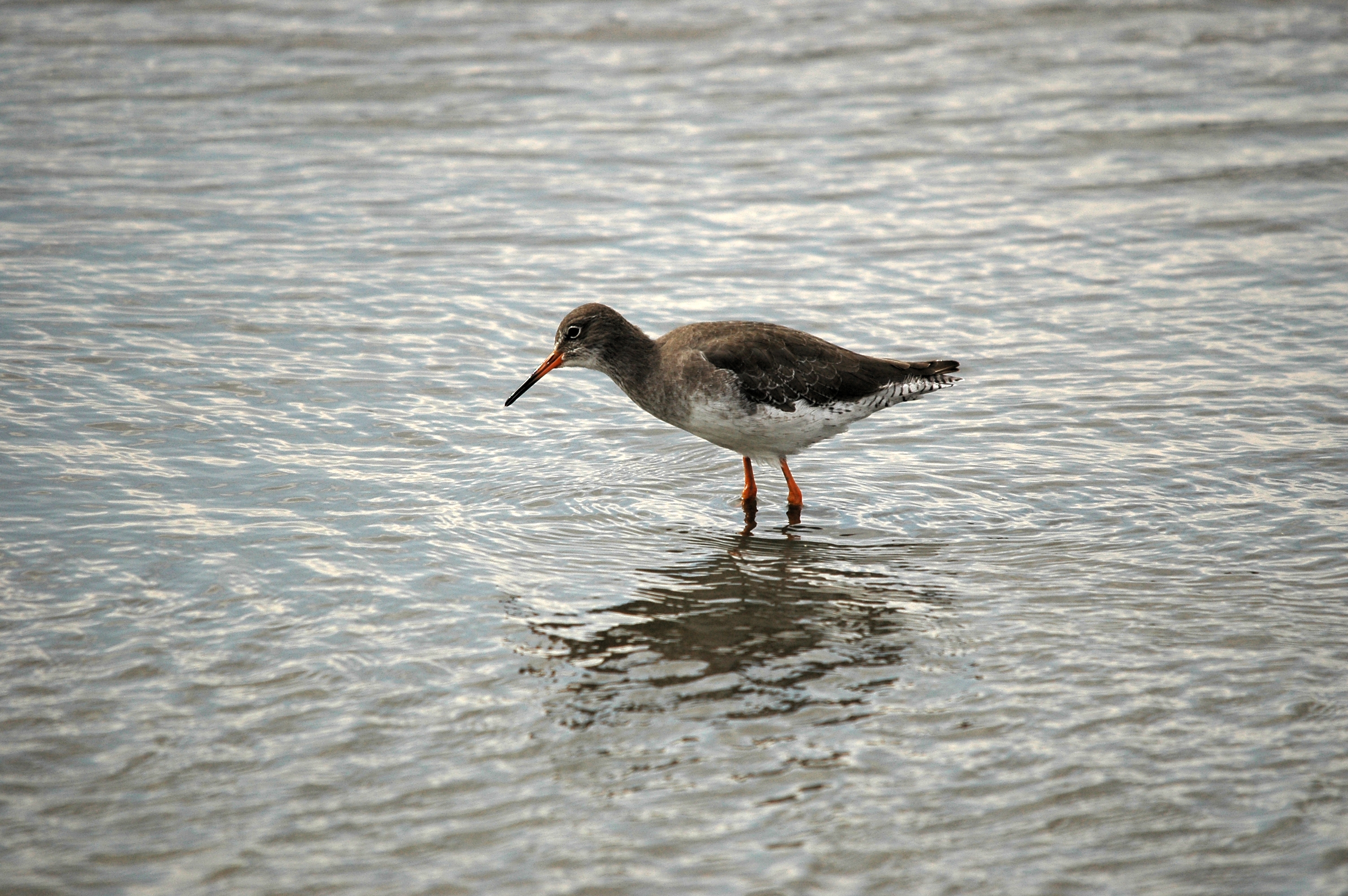 photos/wildlife/Bird_Species/063-Waders/1554-Common_Redshank/DSC_7256.JPG