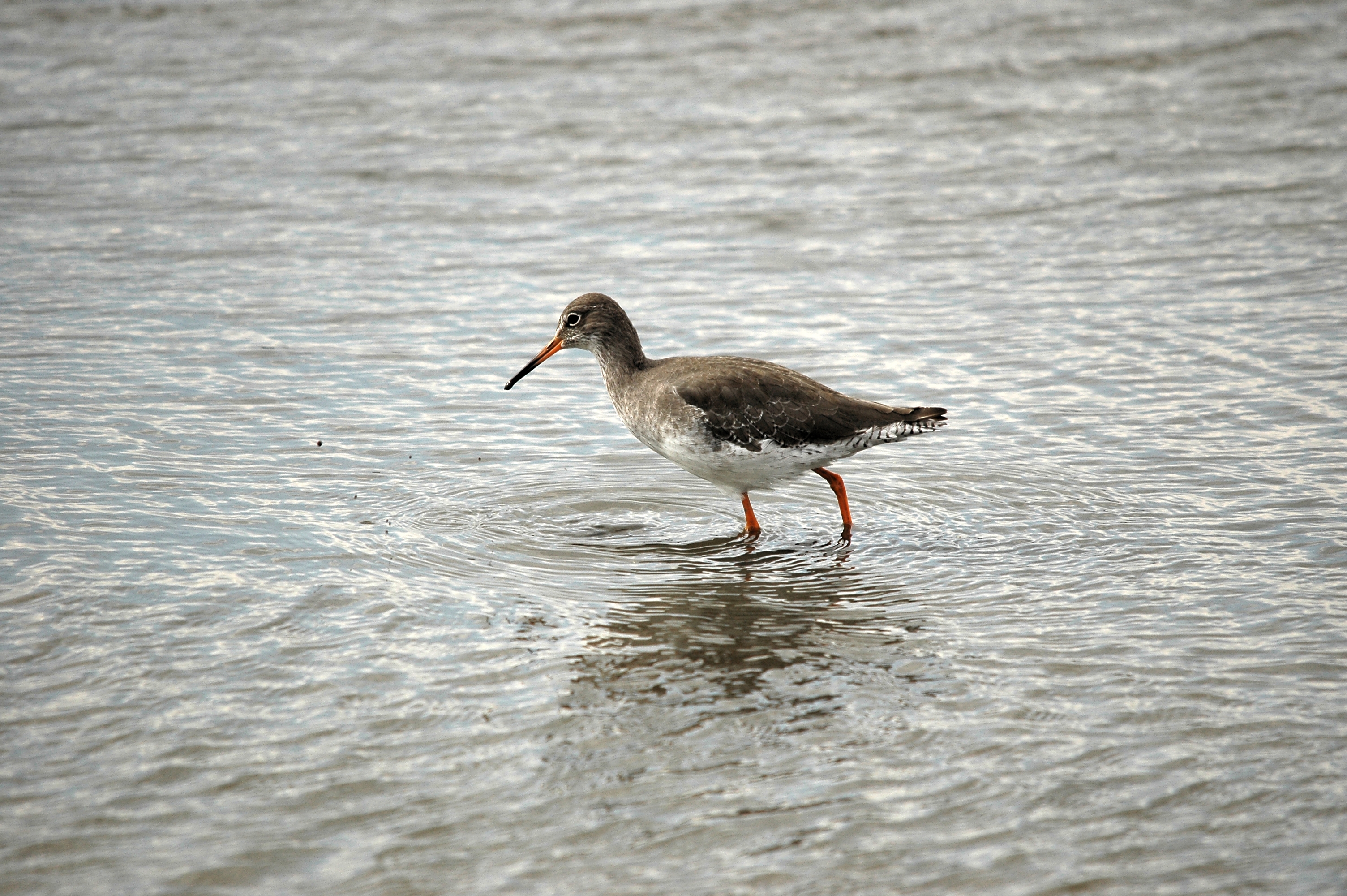 photos/wildlife/Bird_Species/063-Waders/1554-Common_Redshank/DSC_7258.JPG