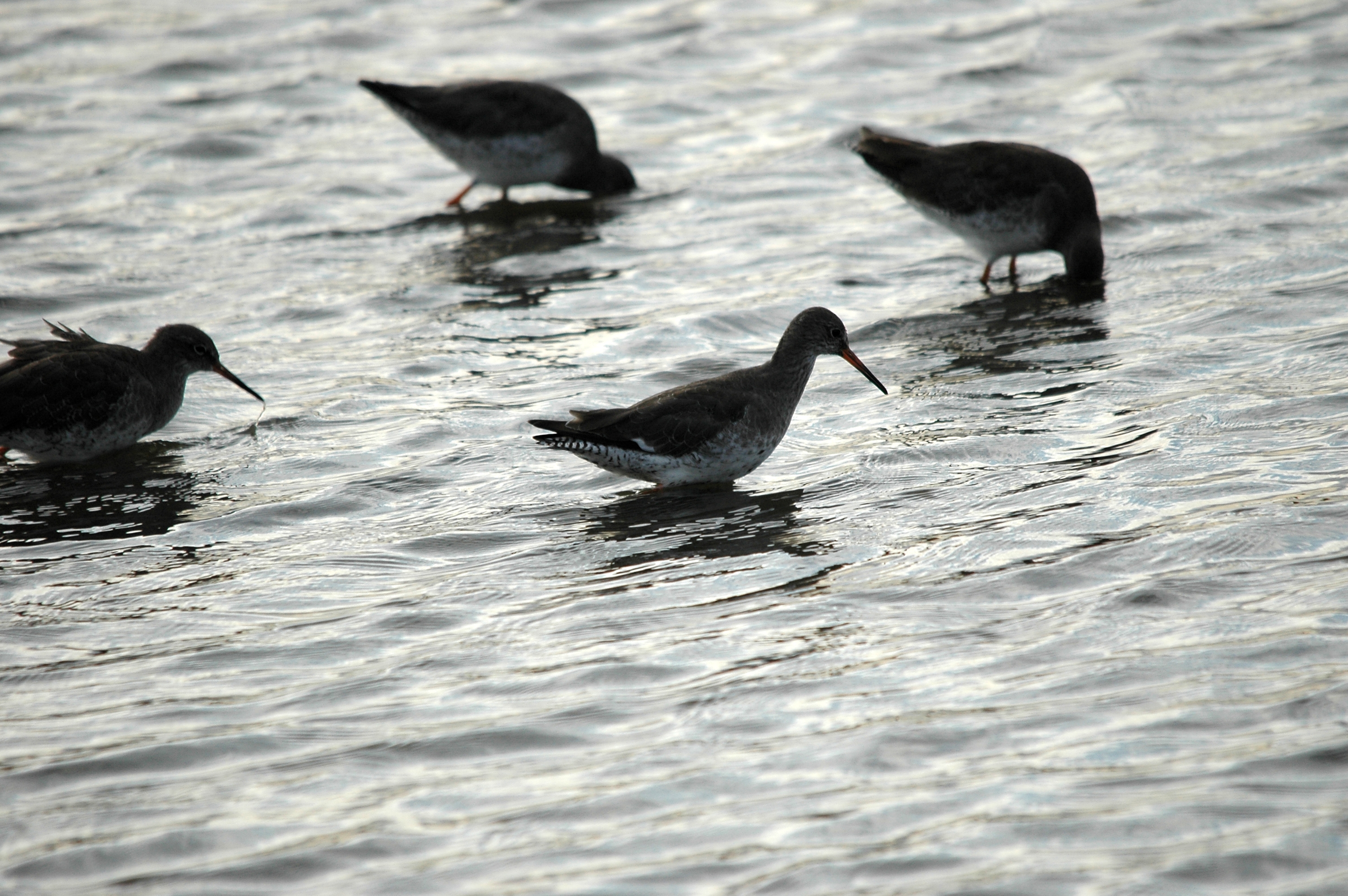 photos/wildlife/Bird_Species/063-Waders/1554-Common_Redshank/DSC_7396.JPG