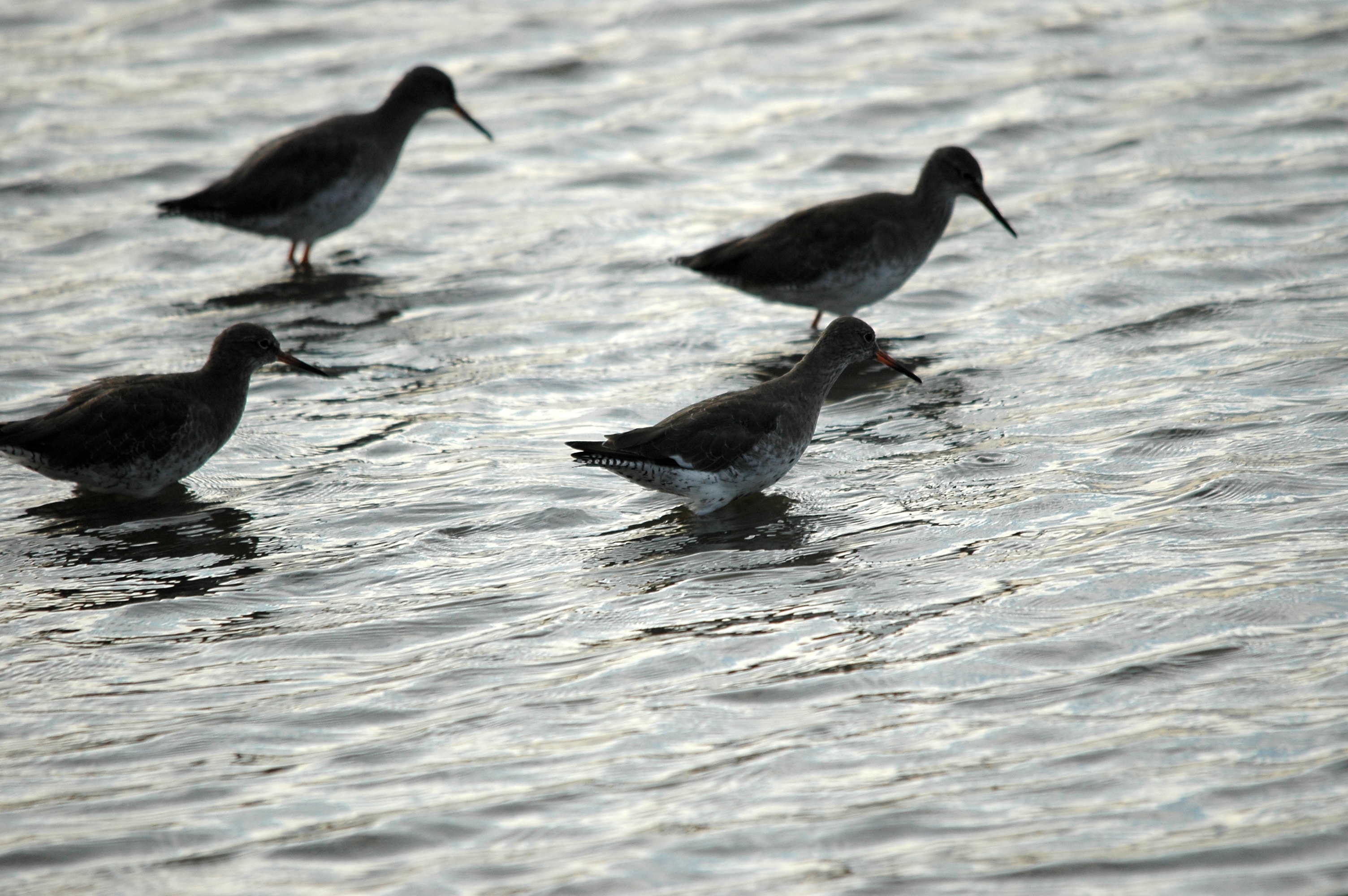 photos/wildlife/Bird_Species/063-Waders/1554-Common_Redshank/DSC_7397.JPG