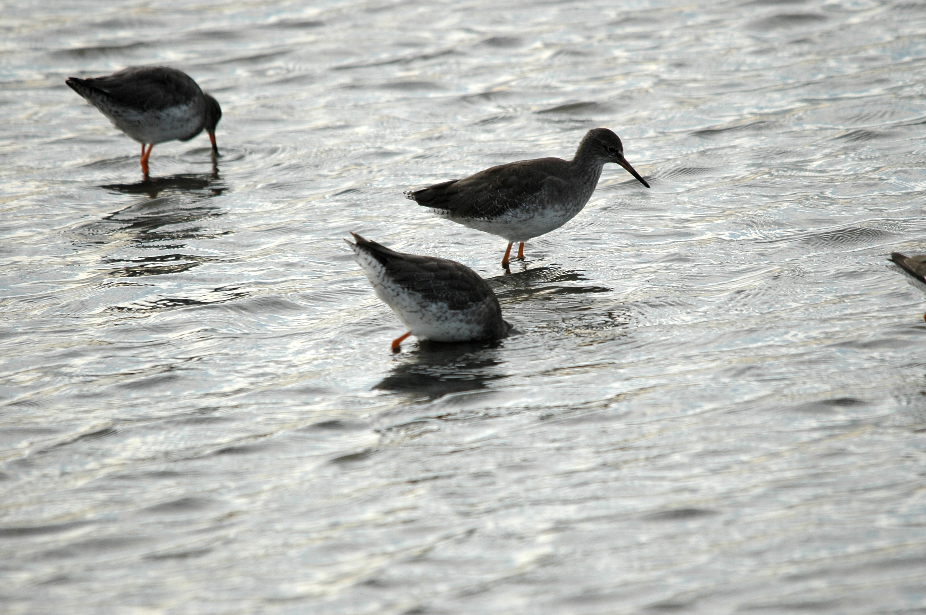 photos/wildlife/Bird_Species/063-Waders/1554-Common_Redshank/DSC_7400.JPG