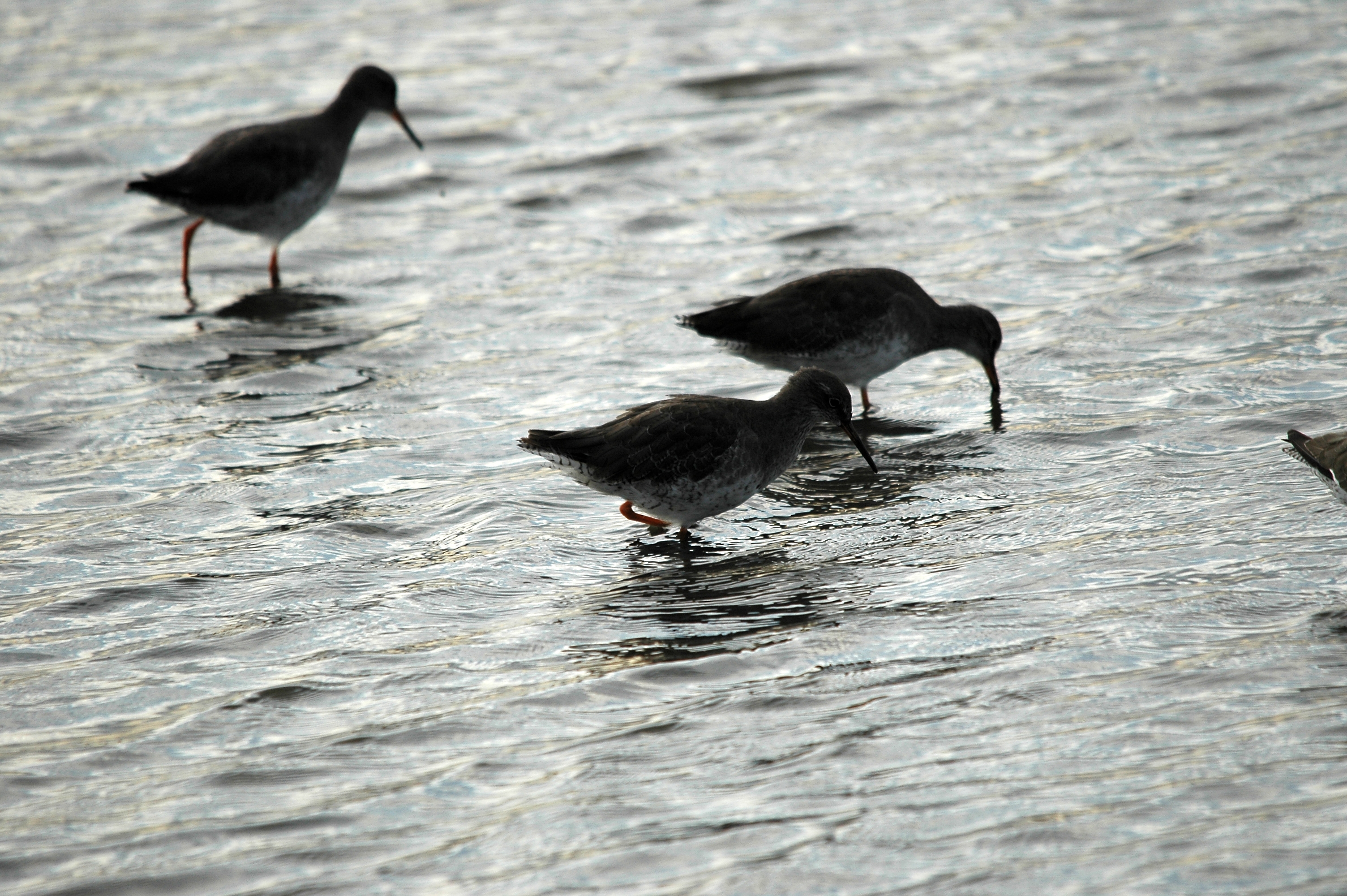 photos/wildlife/Bird_Species/063-Waders/1554-Common_Redshank/DSC_7401.JPG