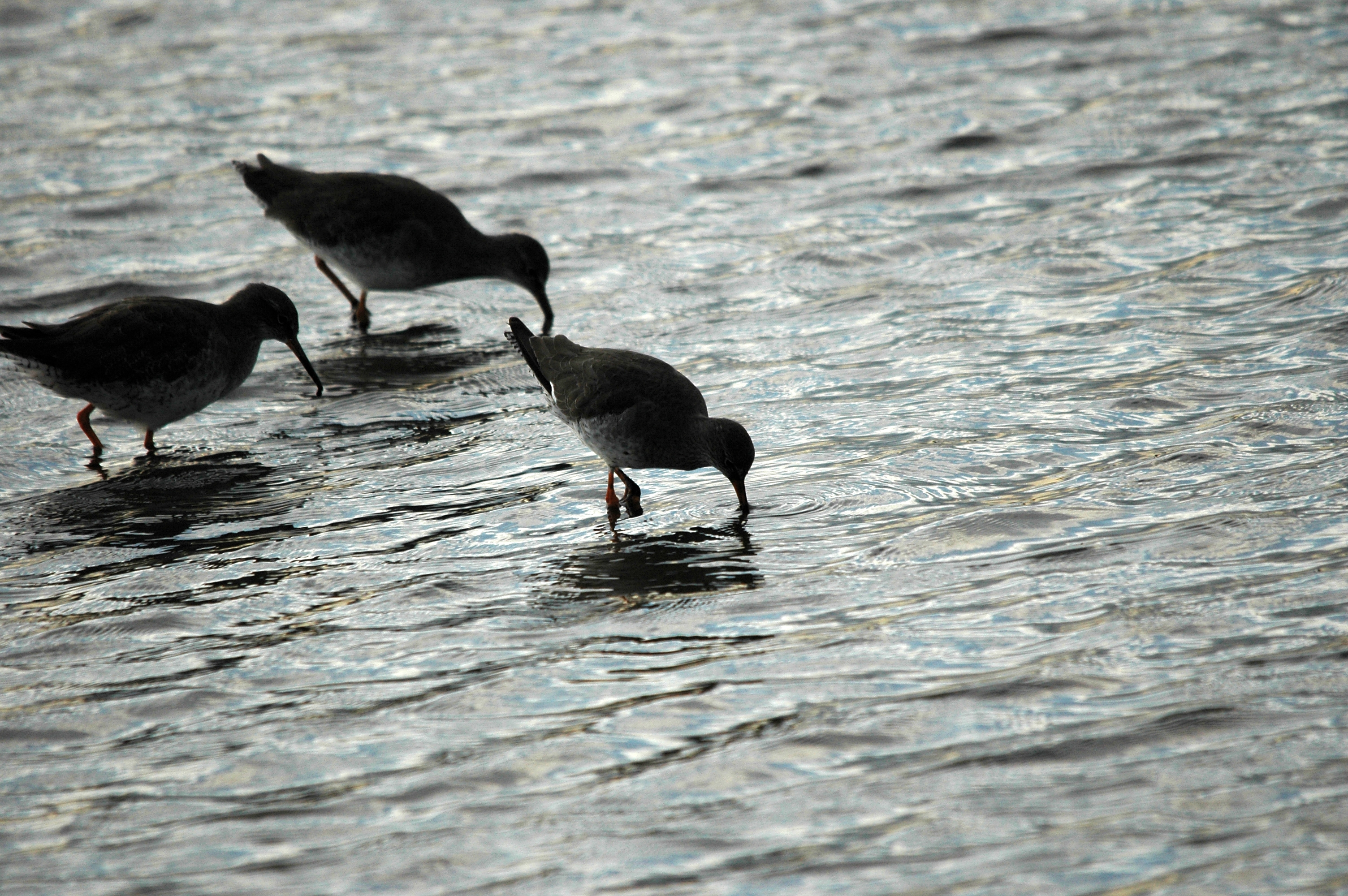 photos/wildlife/Bird_Species/063-Waders/1554-Common_Redshank/DSC_7403.JPG