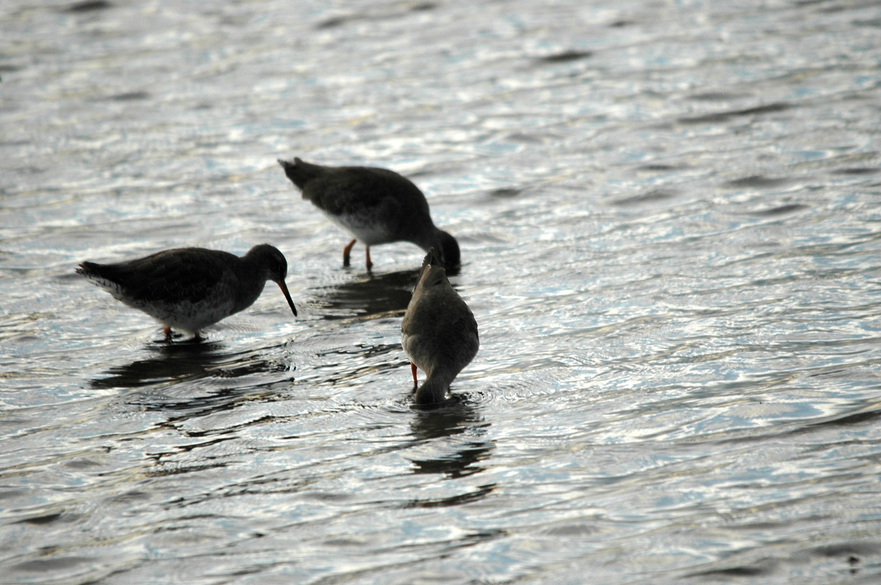 photos/wildlife/Bird_Species/063-Waders/1554-Common_Redshank/DSC_7404.JPG