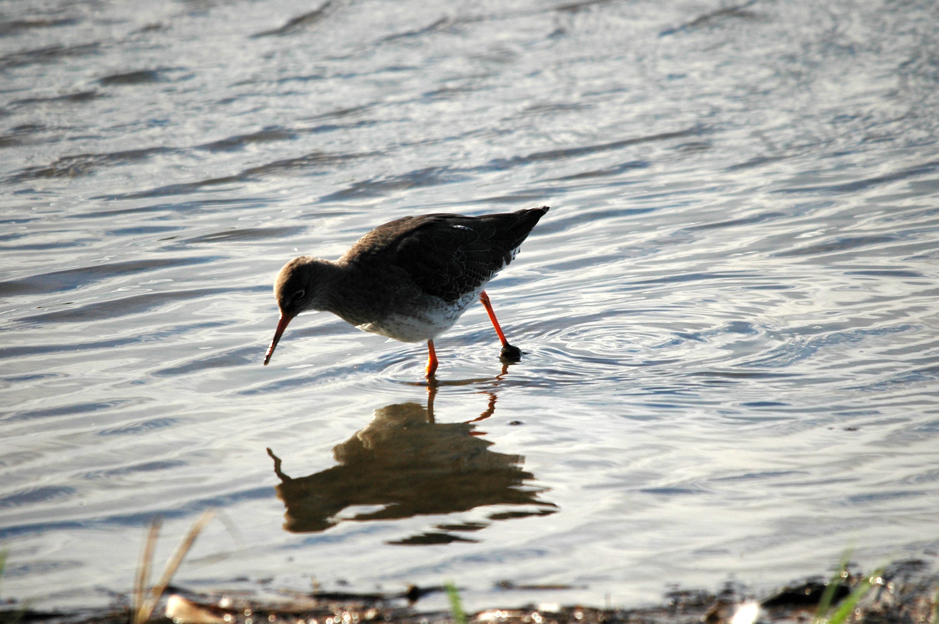 photos/wildlife/Bird_Species/063-Waders/1554-Common_Redshank/DSC_7535.JPG