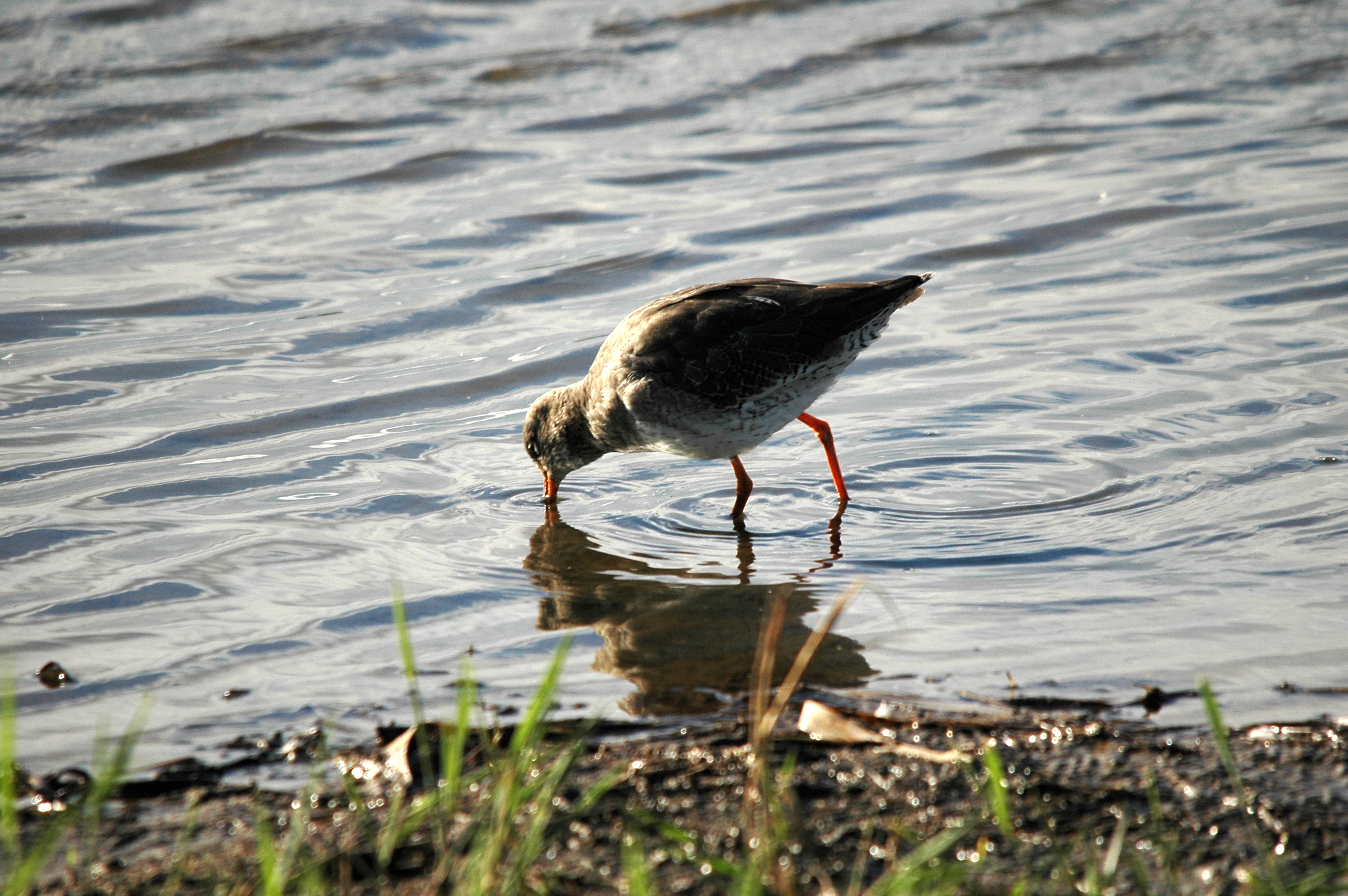 photos/wildlife/Bird_Species/063-Waders/1554-Common_Redshank/DSC_7536.JPG