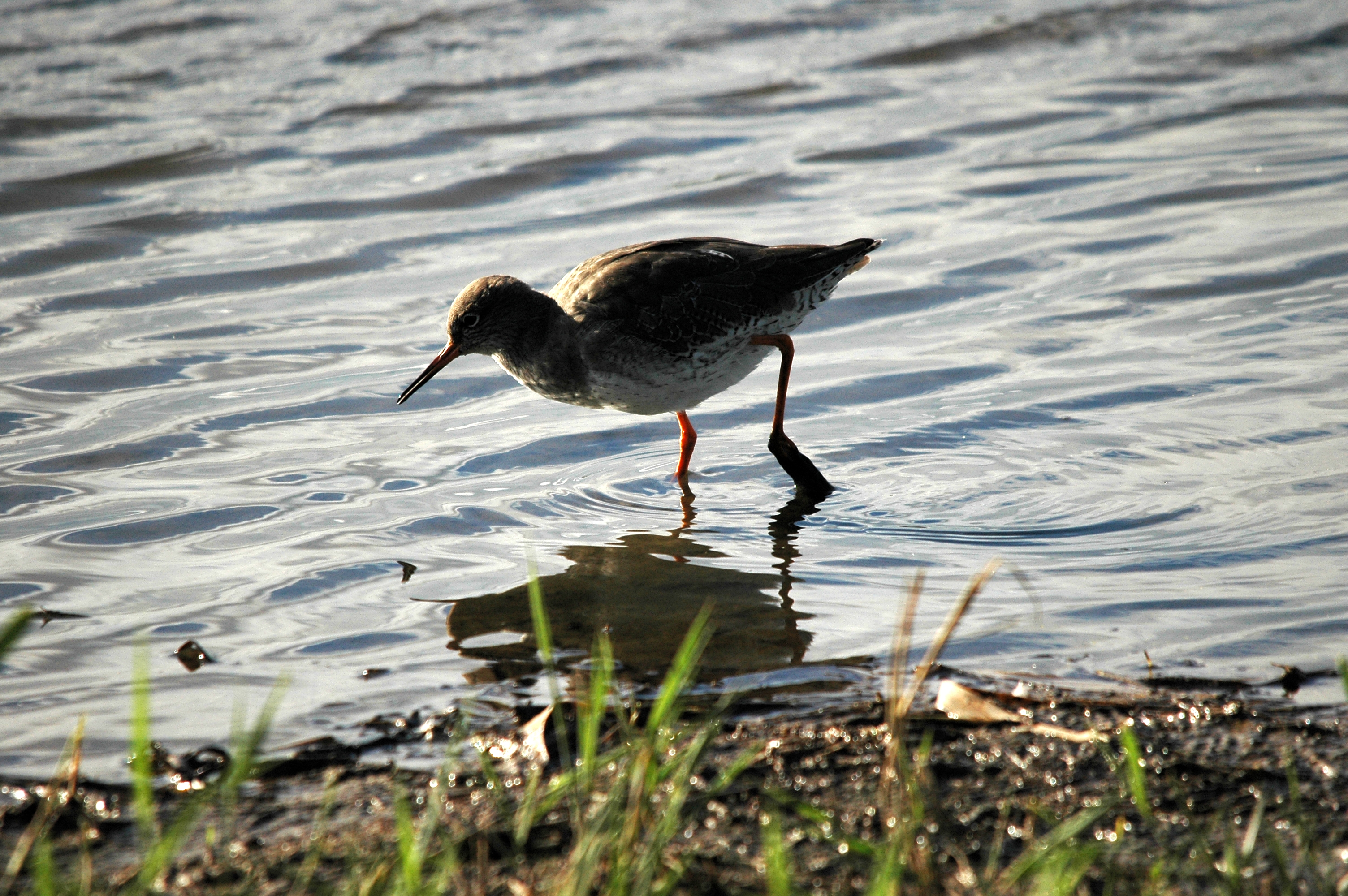 photos/wildlife/Bird_Species/063-Waders/1554-Common_Redshank/DSC_7537.JPG