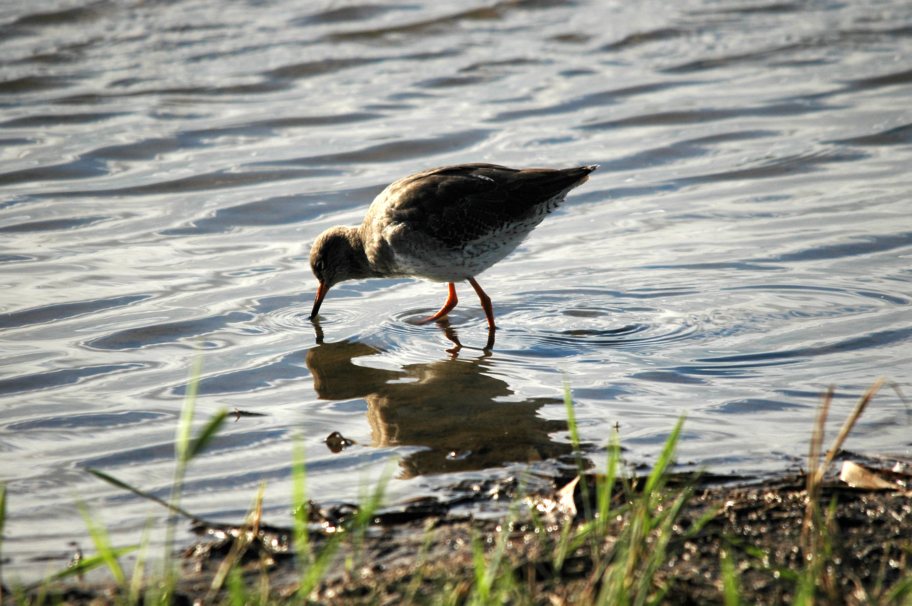 photos/wildlife/Bird_Species/063-Waders/1554-Common_Redshank/DSC_7538.JPG