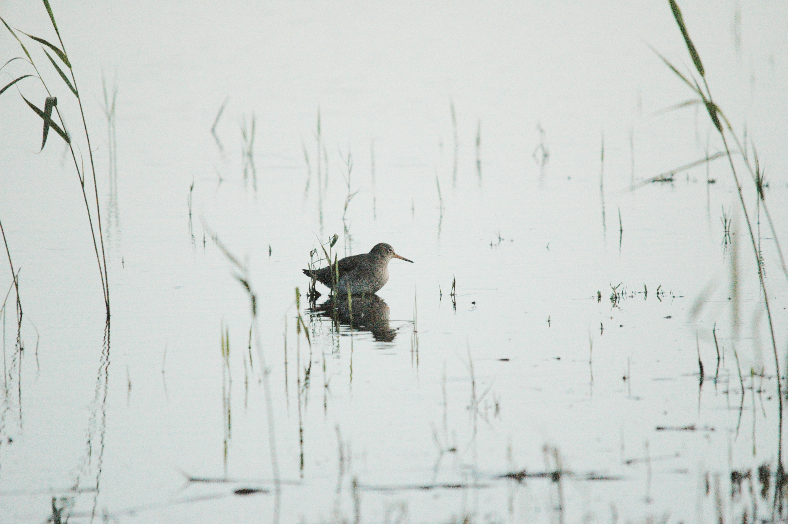photos/wildlife/Bird_Species/063-Waders/1554-Common_Redshank/dsc_1501.jpg