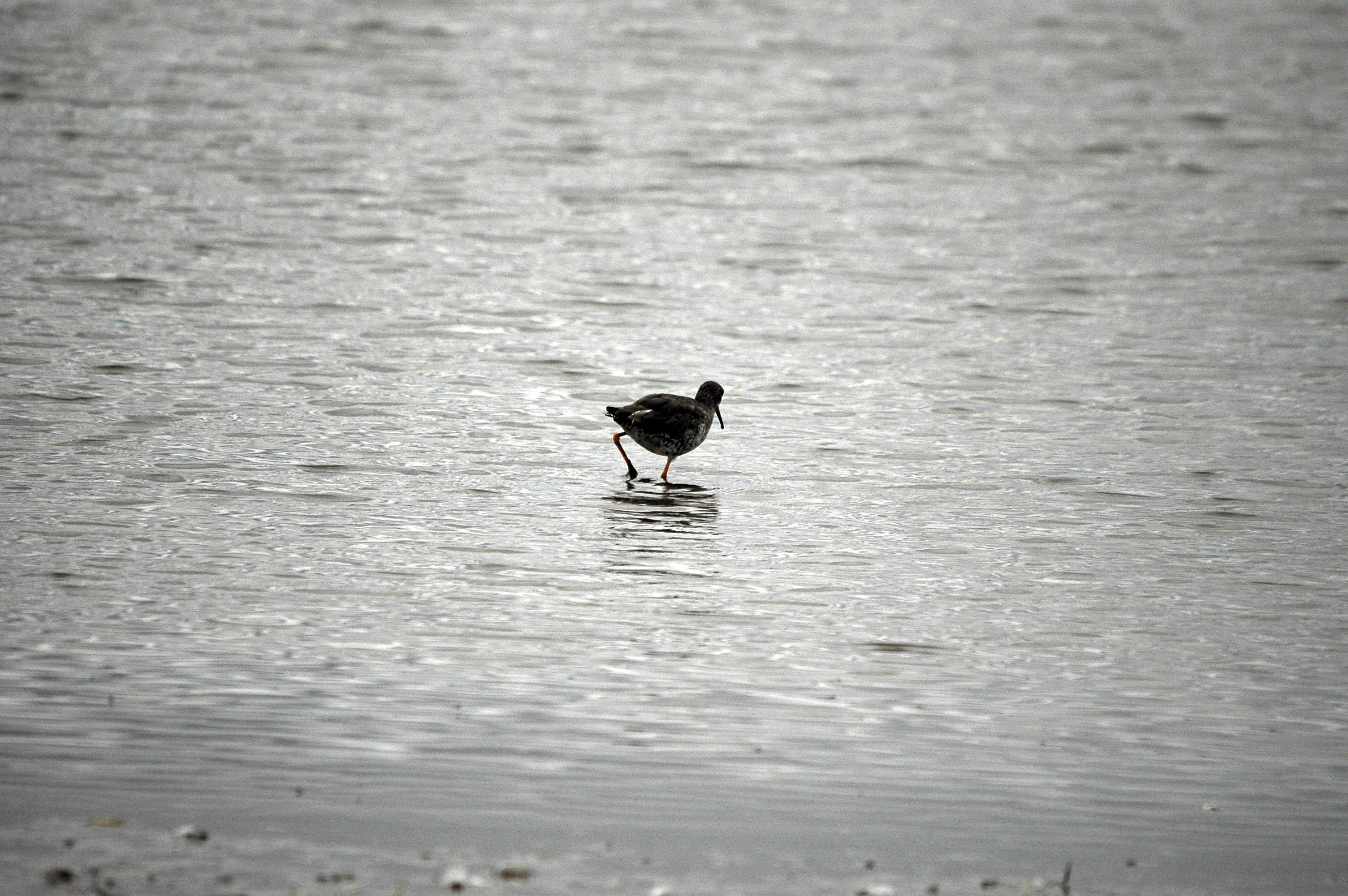 photos/wildlife/Bird_Species/063-Waders/1554-Common_Redshank/dsc_2695.jpg